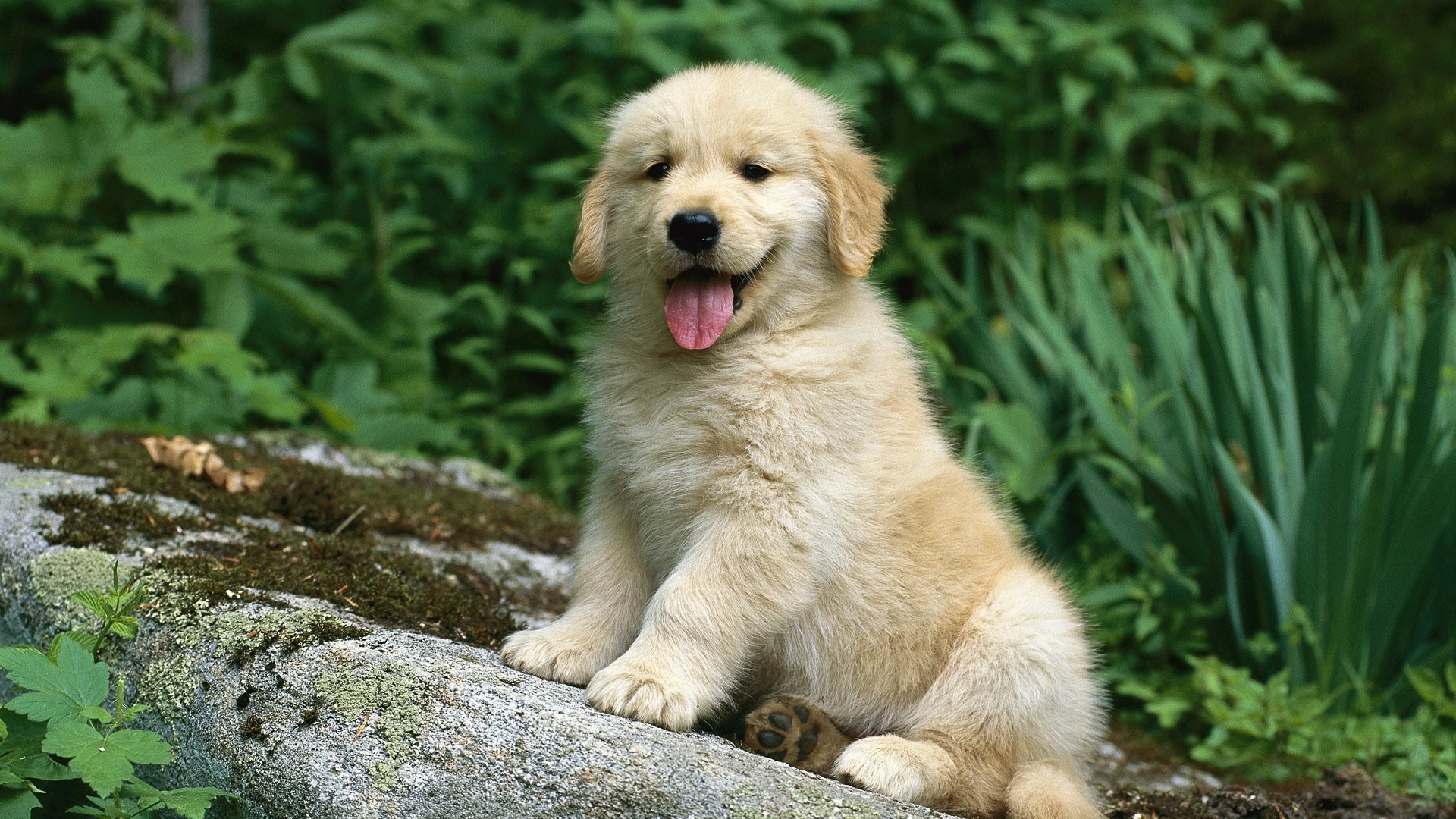 Cute Golden Retriever Puppies Wallpaper 56 Images Cute Golden Retriever Puppies Wallpaper 56 Images
