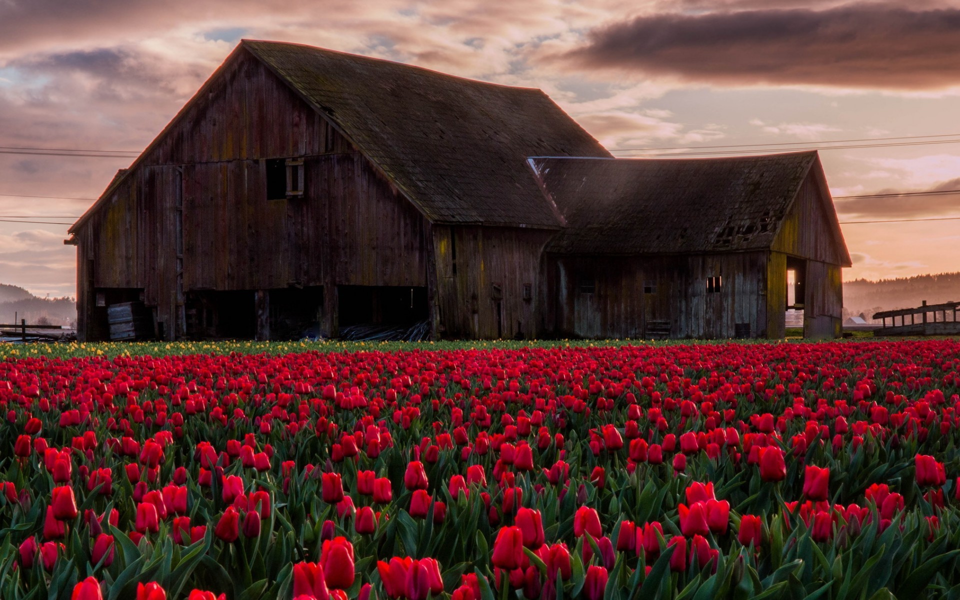 1920x1200 Man Made - Barn Earth Nature Tulip Field Red Flower Building Wallpaper