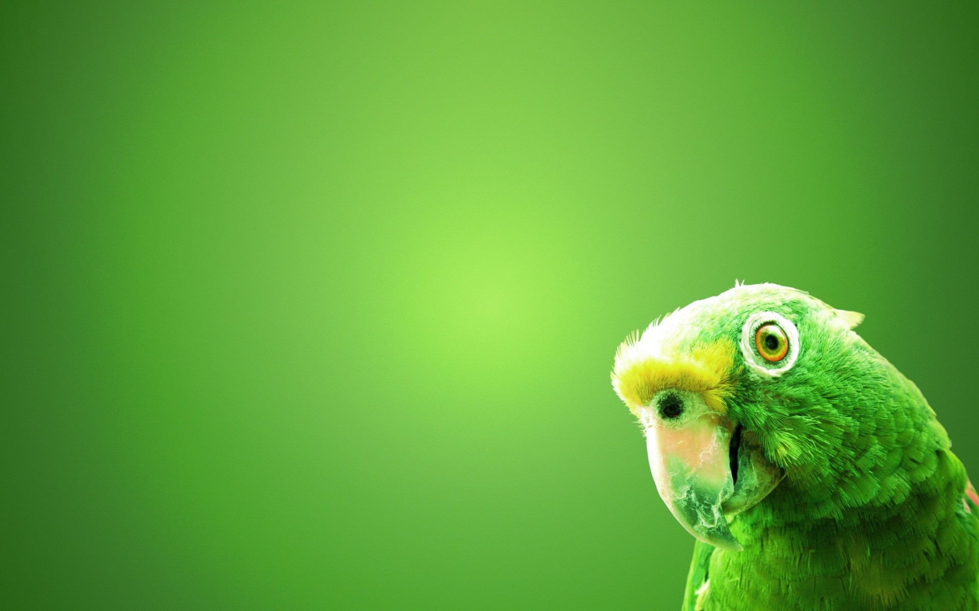 1920x1200 Wallpapers of Green | 