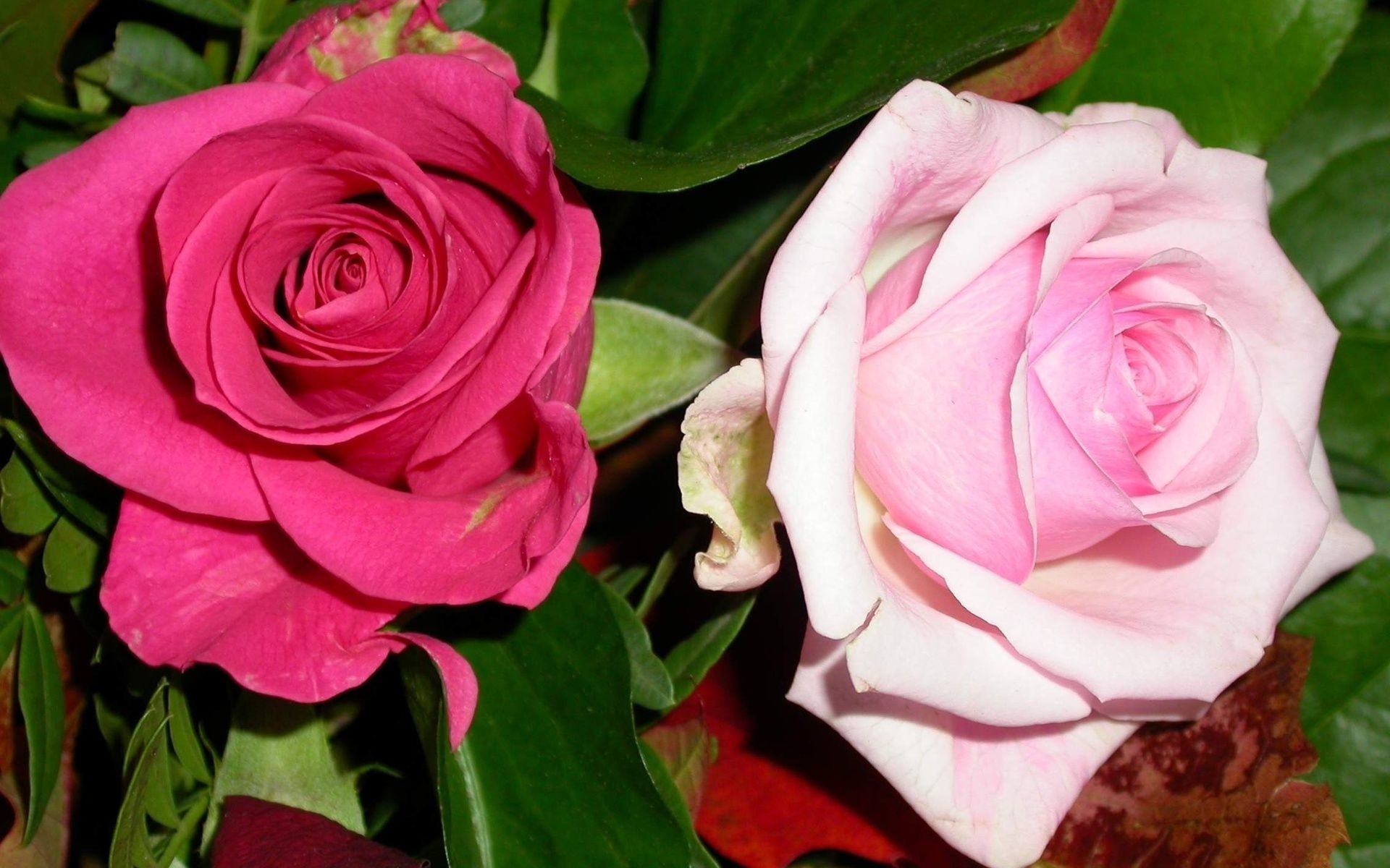 1920x1200 Pretty pink roses, flower, flowers,  HD Wallpaper and .