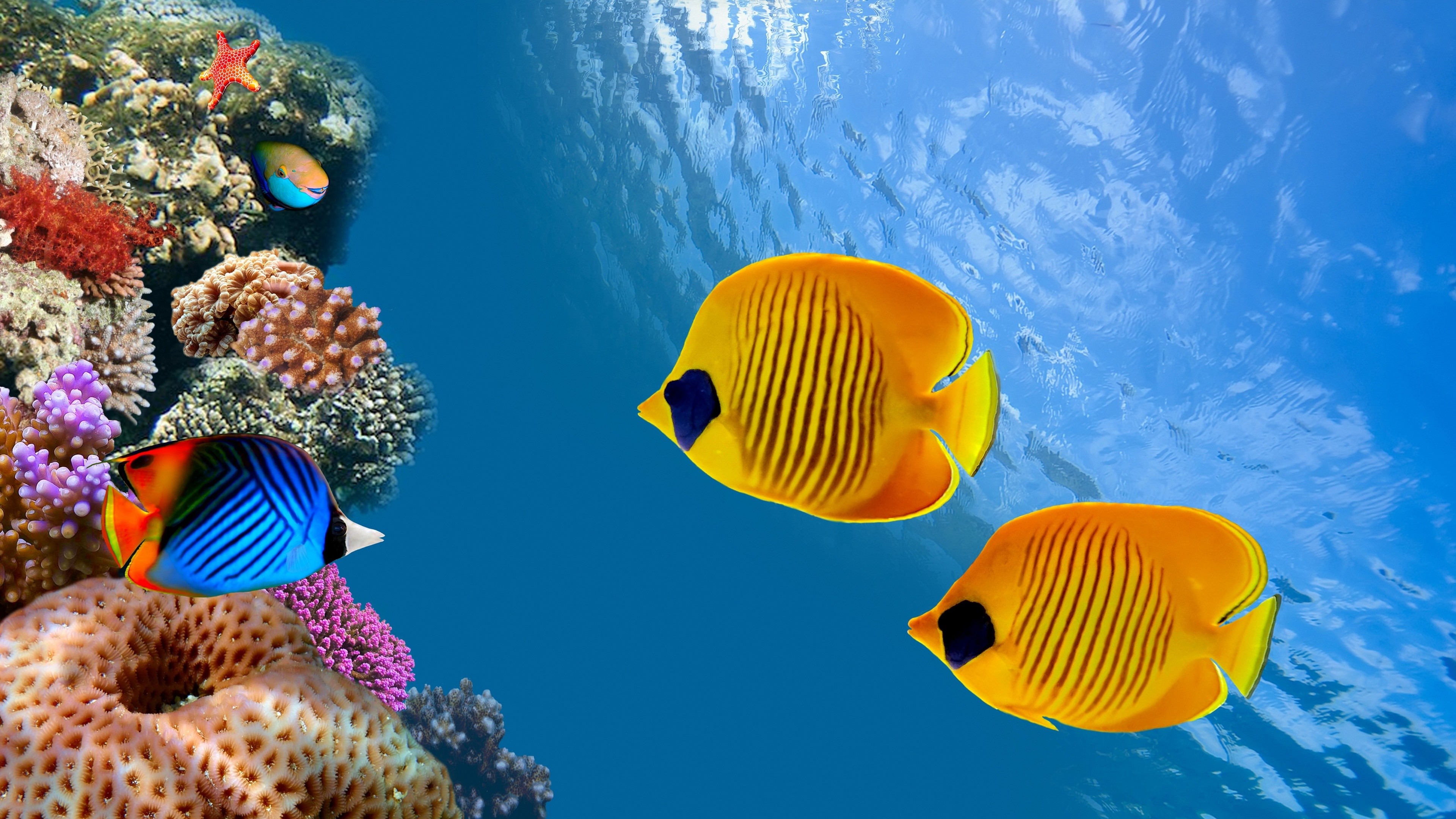 3840x2160 Underwater Sea | Fish Underwater 4K Ultra HD wallpaper | 4k-Wallpaper.Net