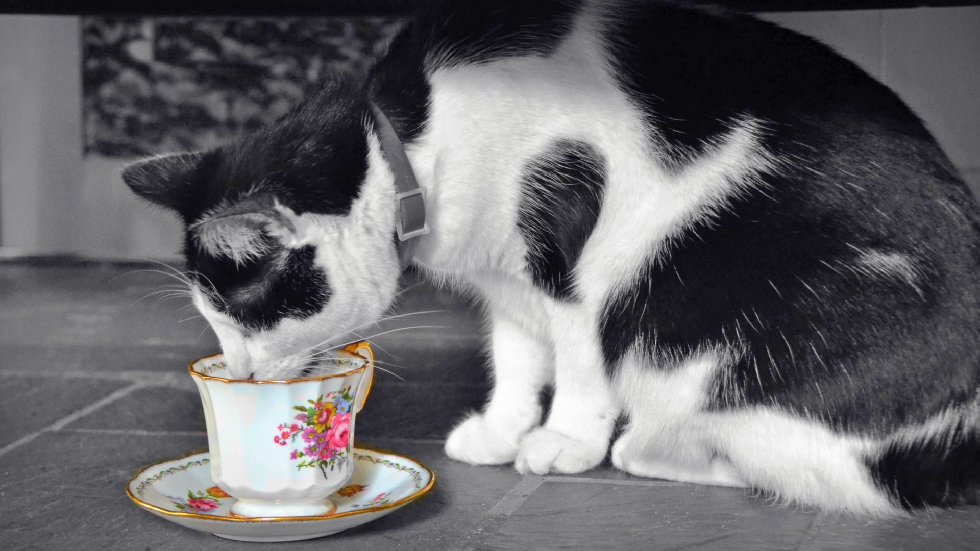 1920x1080 Cute Wallpapers Cat Picture Of Black White Cat Wallpaper Drinking From The  Cup