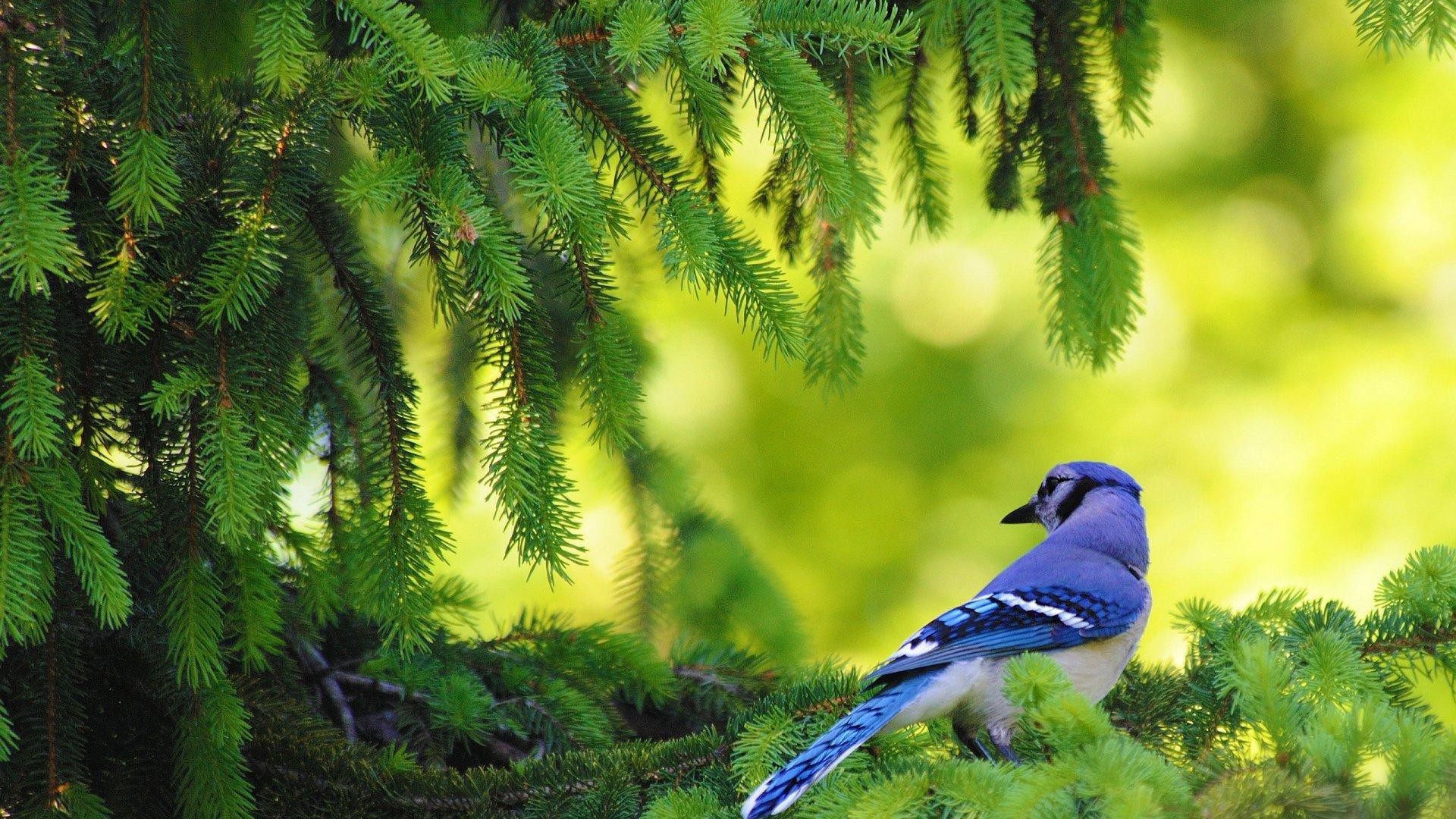 1920x1080 Blue Jay In The Pine Tree