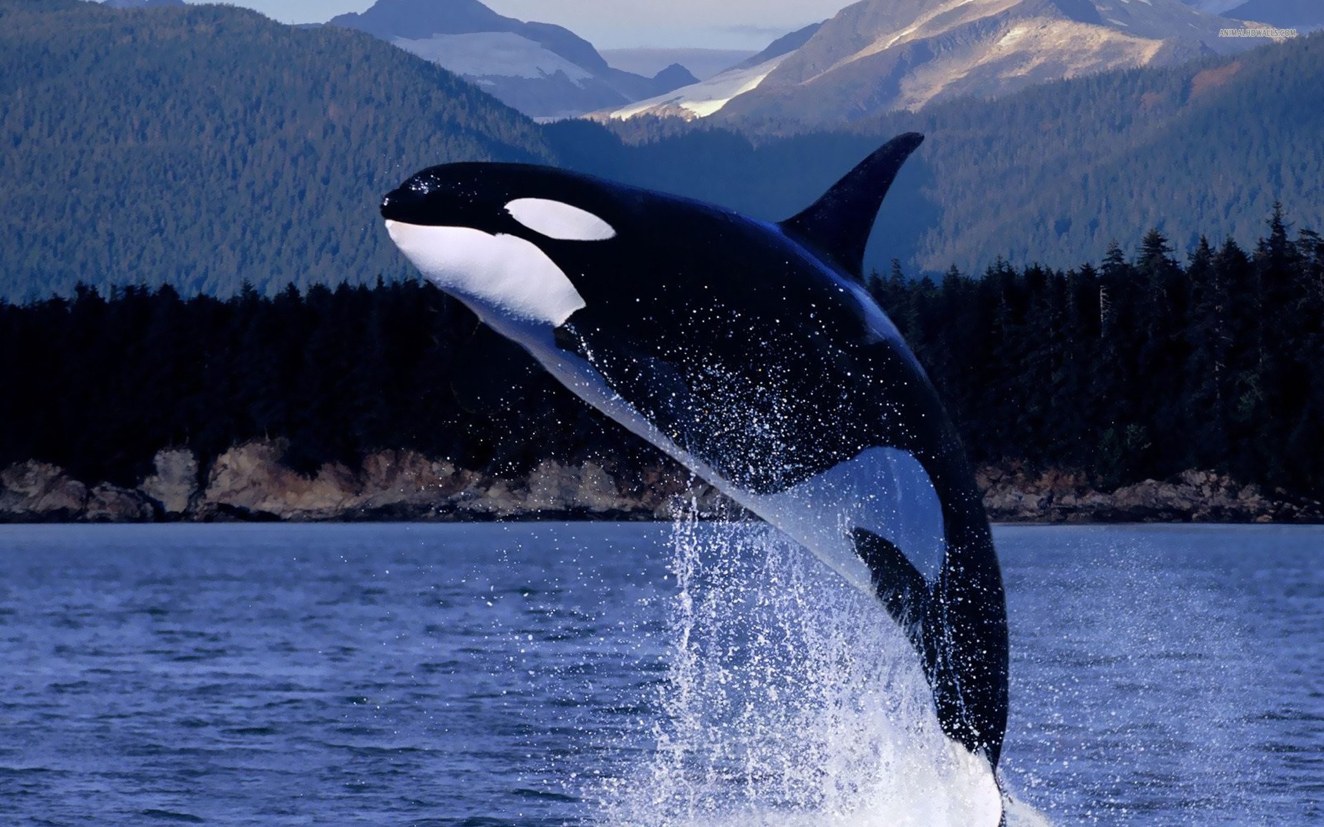1920x1200 Killer Whale Orca Space Â· HD Wallpaper | Background ID:283657