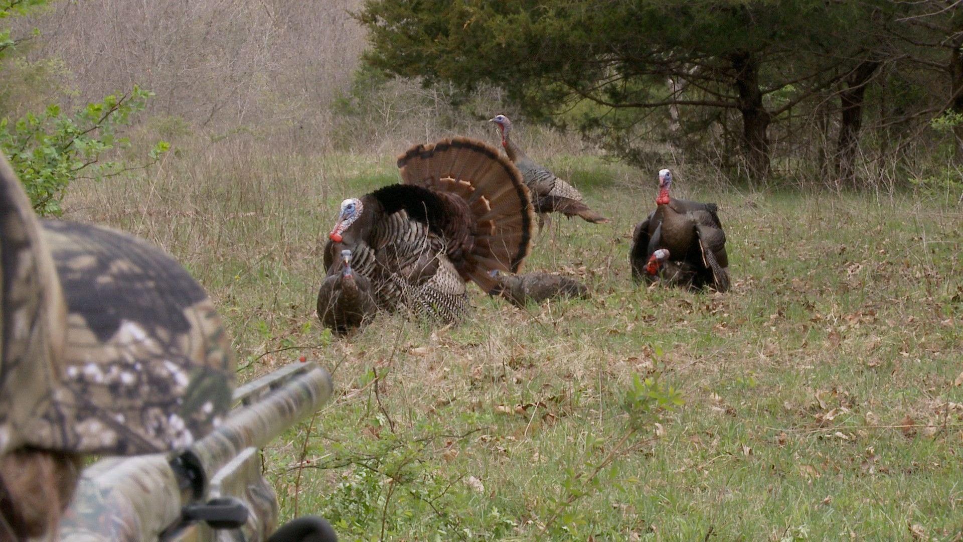 1920x1080 15-Yard Files: Priceless Reaction From First-Time Turkey Hunter | Turkey  Hunting | Realtree