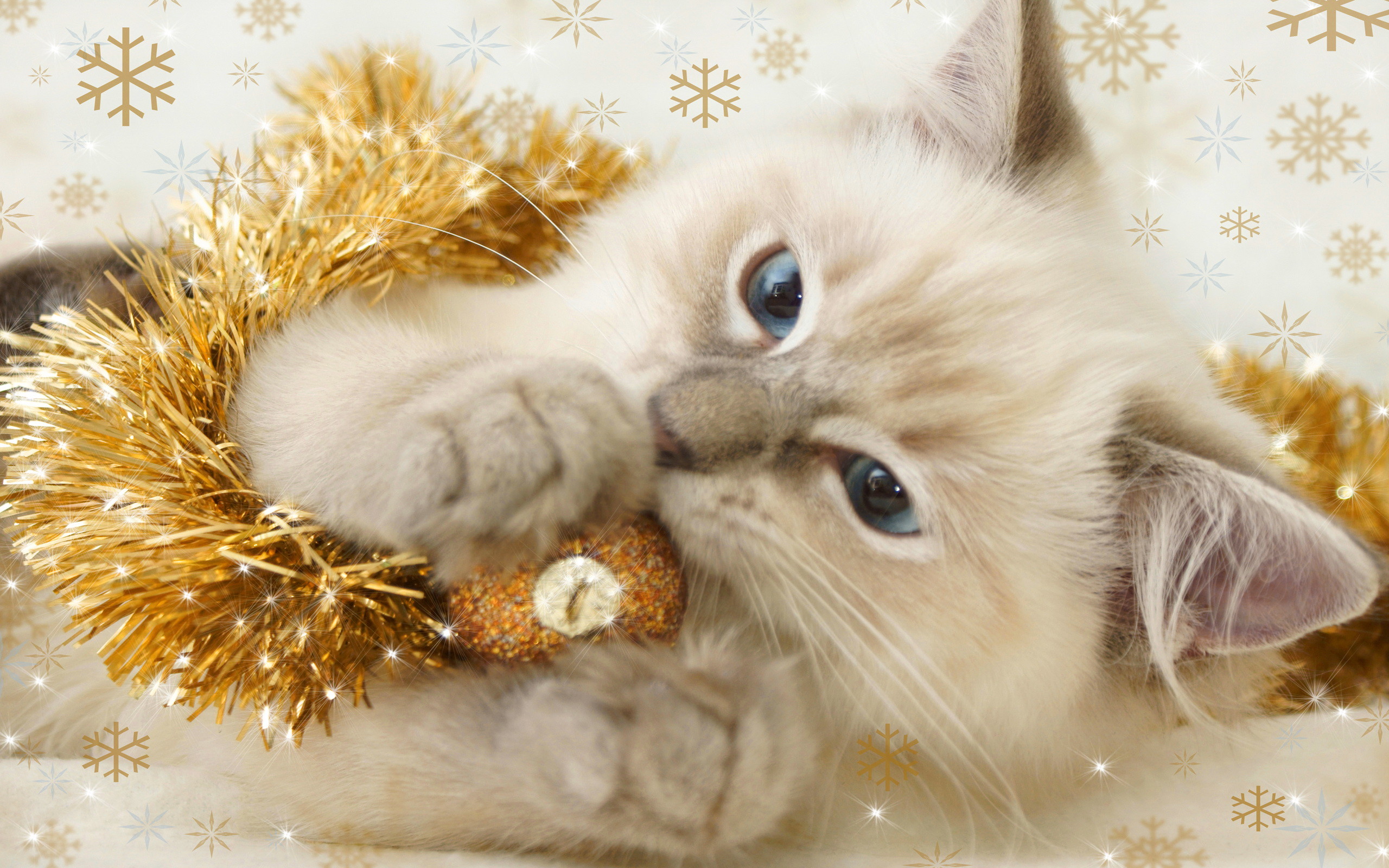 2560x1600 Katzen images Weihnachten Kitten. HD wallpaper and background photos