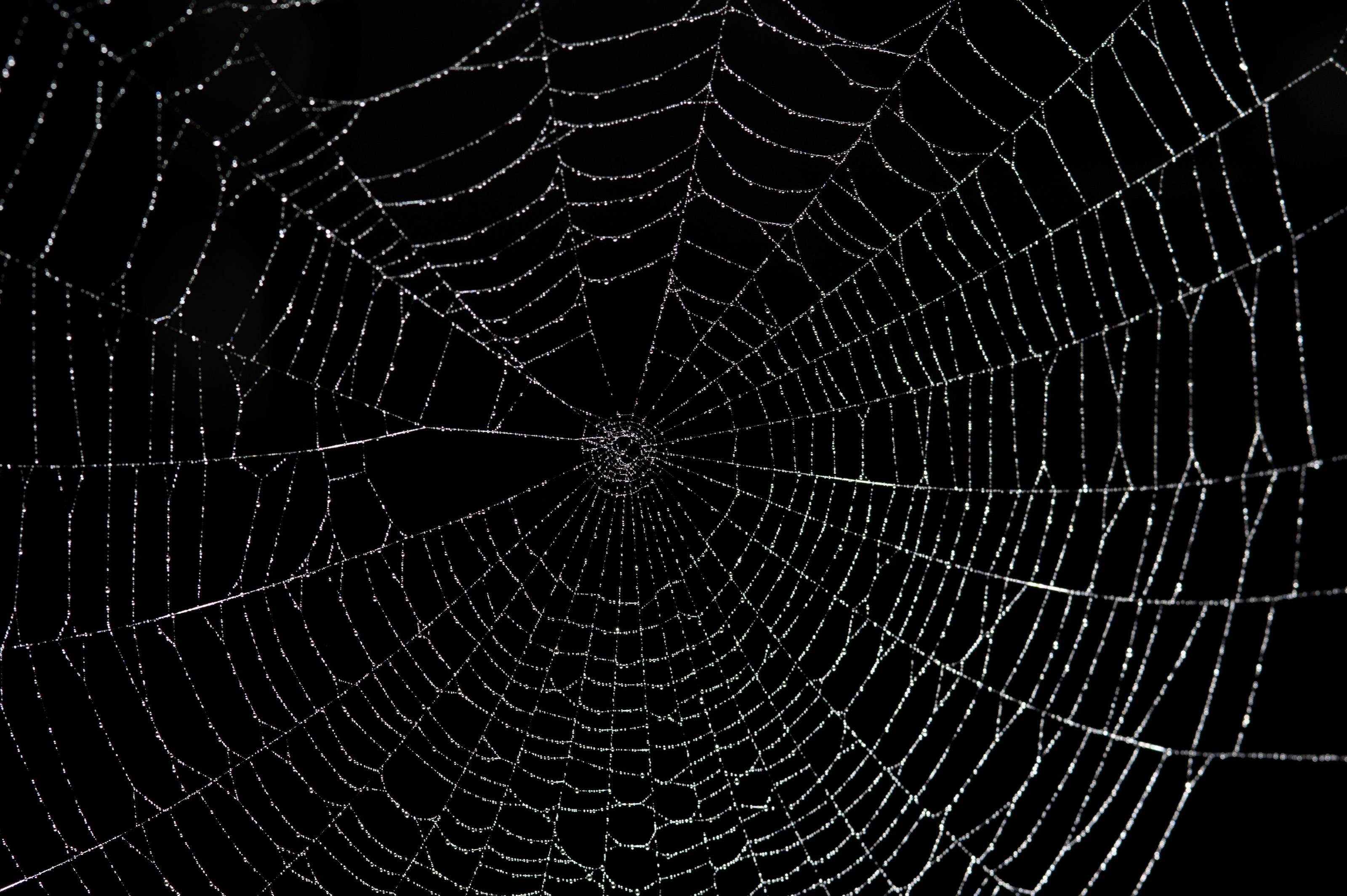 3200x2129 Large spider web-8147 | Stockarch