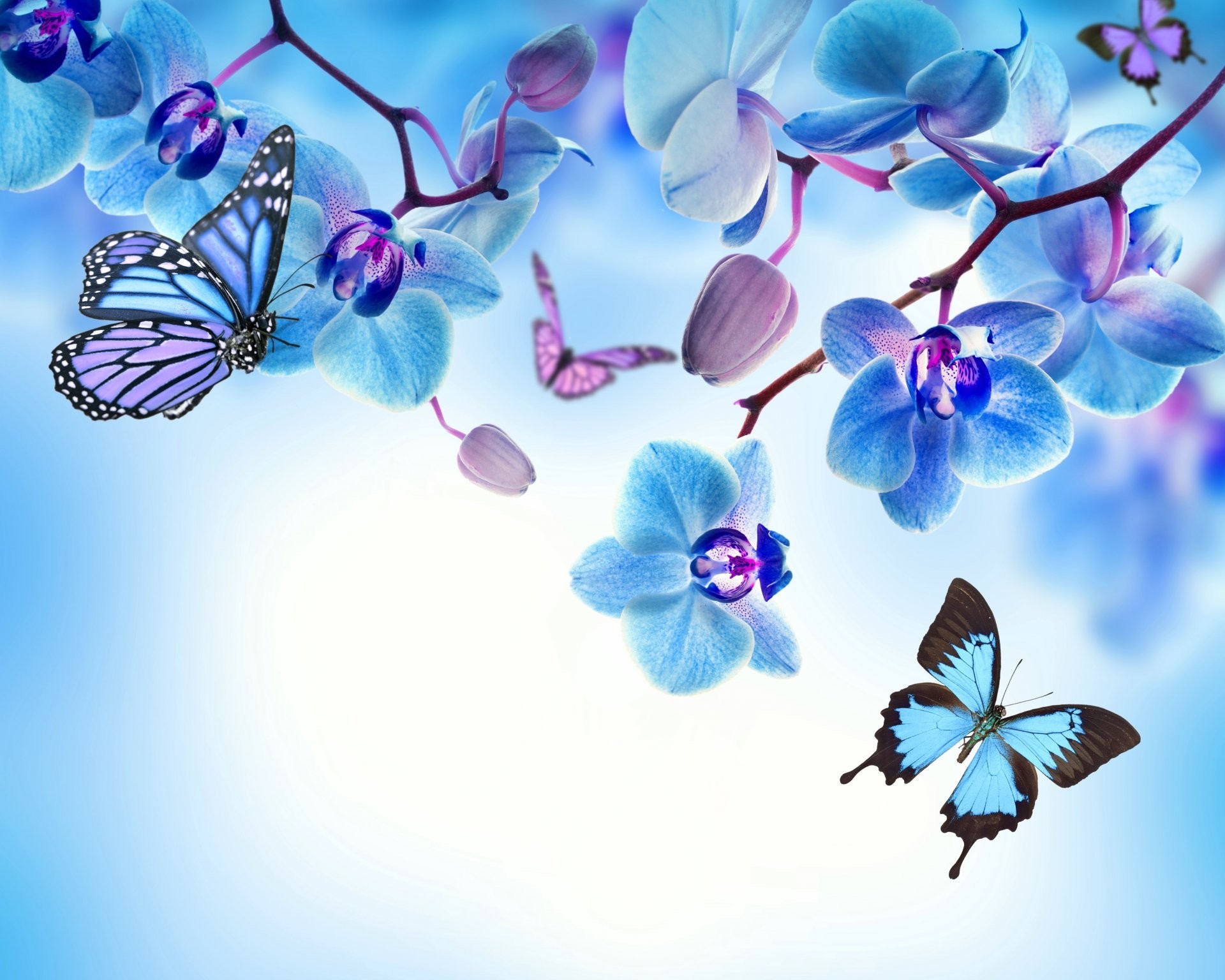 1920x1536 orchid blue flowers beautiful butterflies orchid flower butterfly