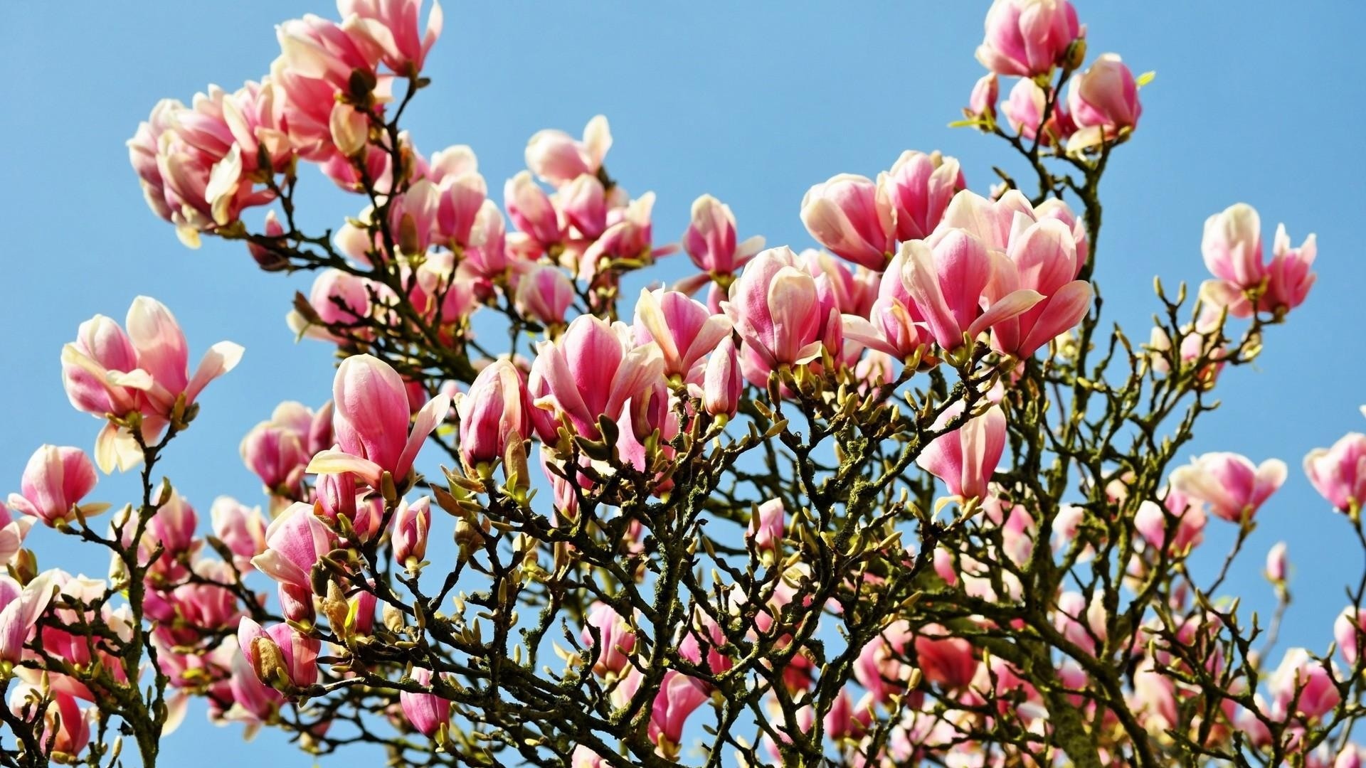 1920x1080  Wallpaper magnolia, blossoms, twigs, spring, sky