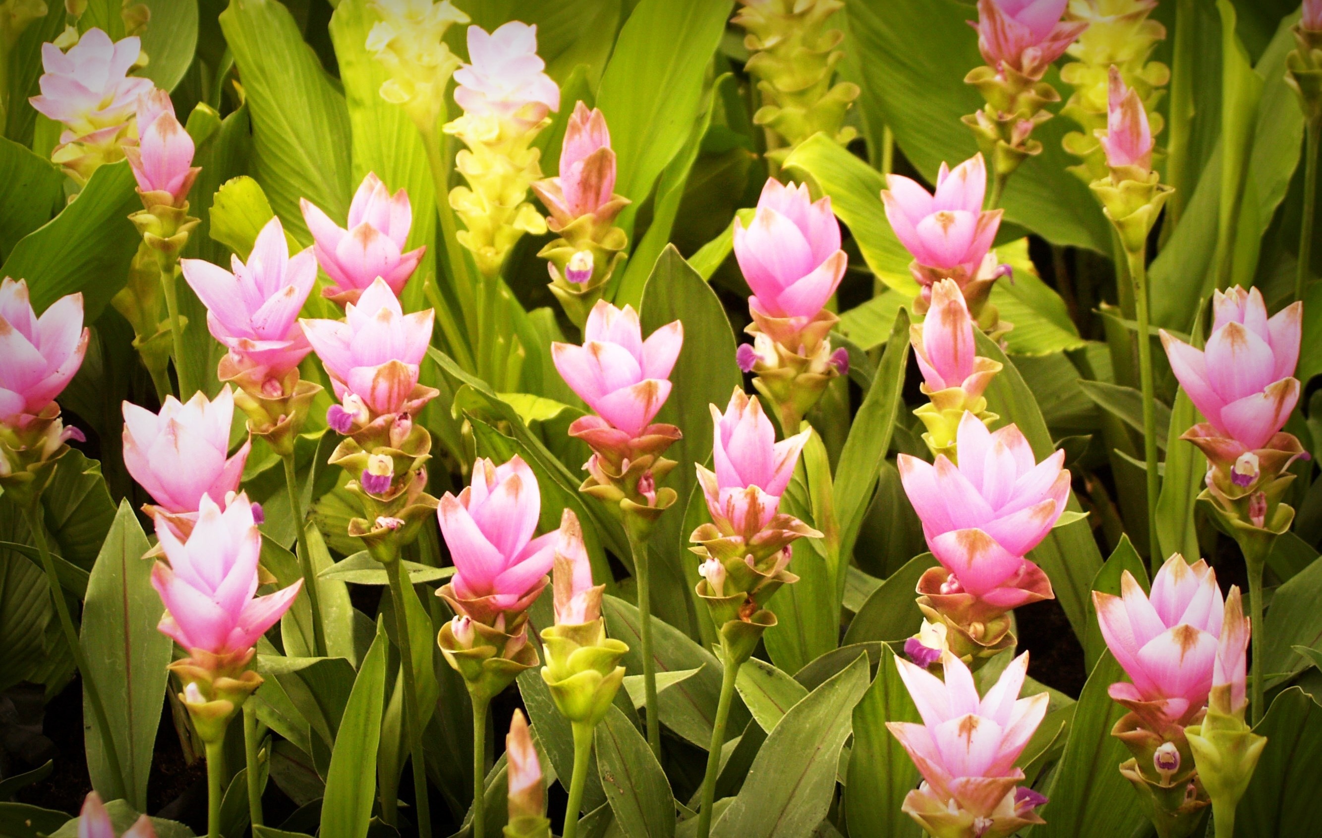 2667x1690 ... flower pot, leafs, pinnacle, tulips, flower pattern, pink rose, flower  garden, drop of water, flower background, pink flower, pink flowers, green  leaf, ...