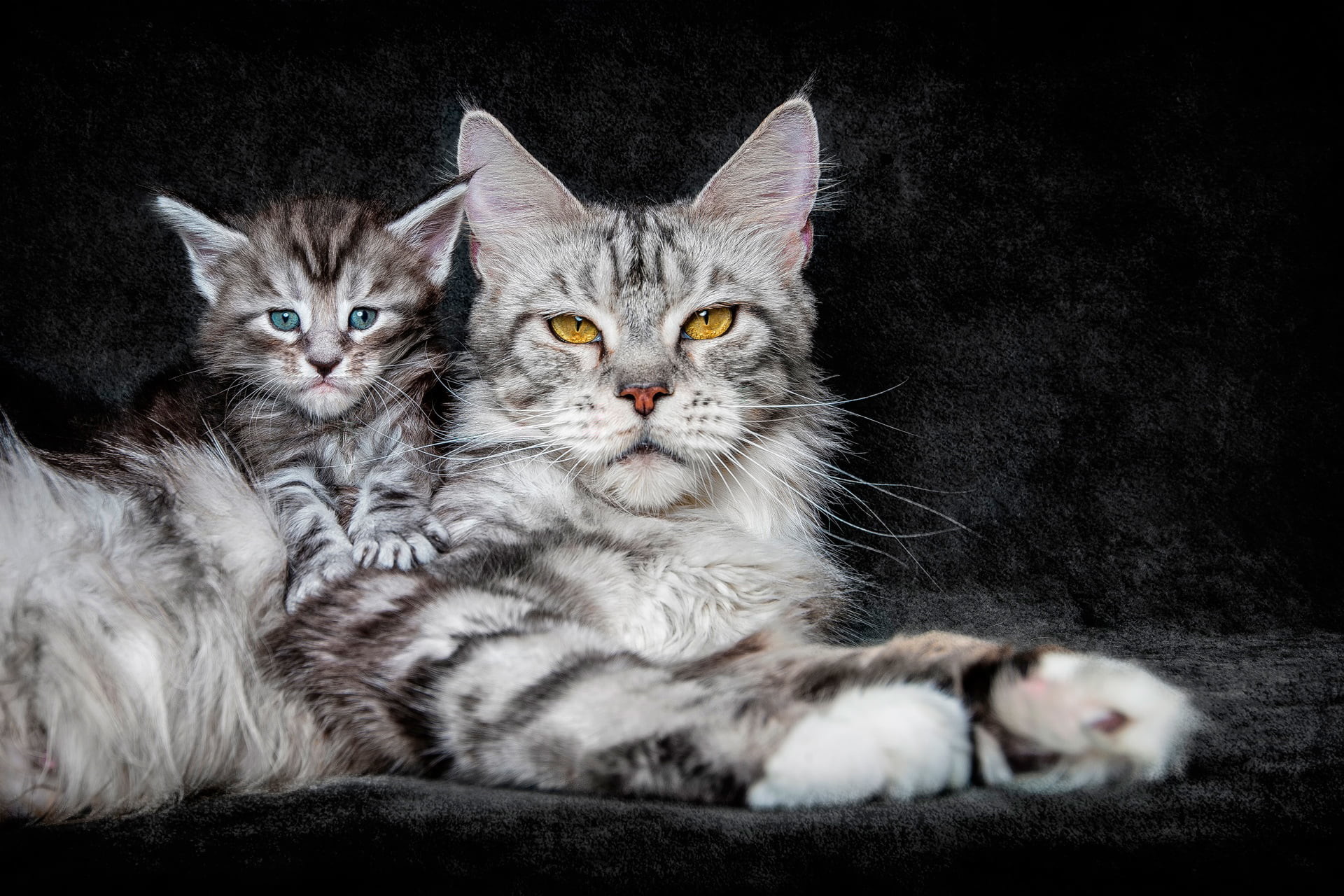 1920x1280 long-fur gray cat with kitten, background, kitty, maine coon