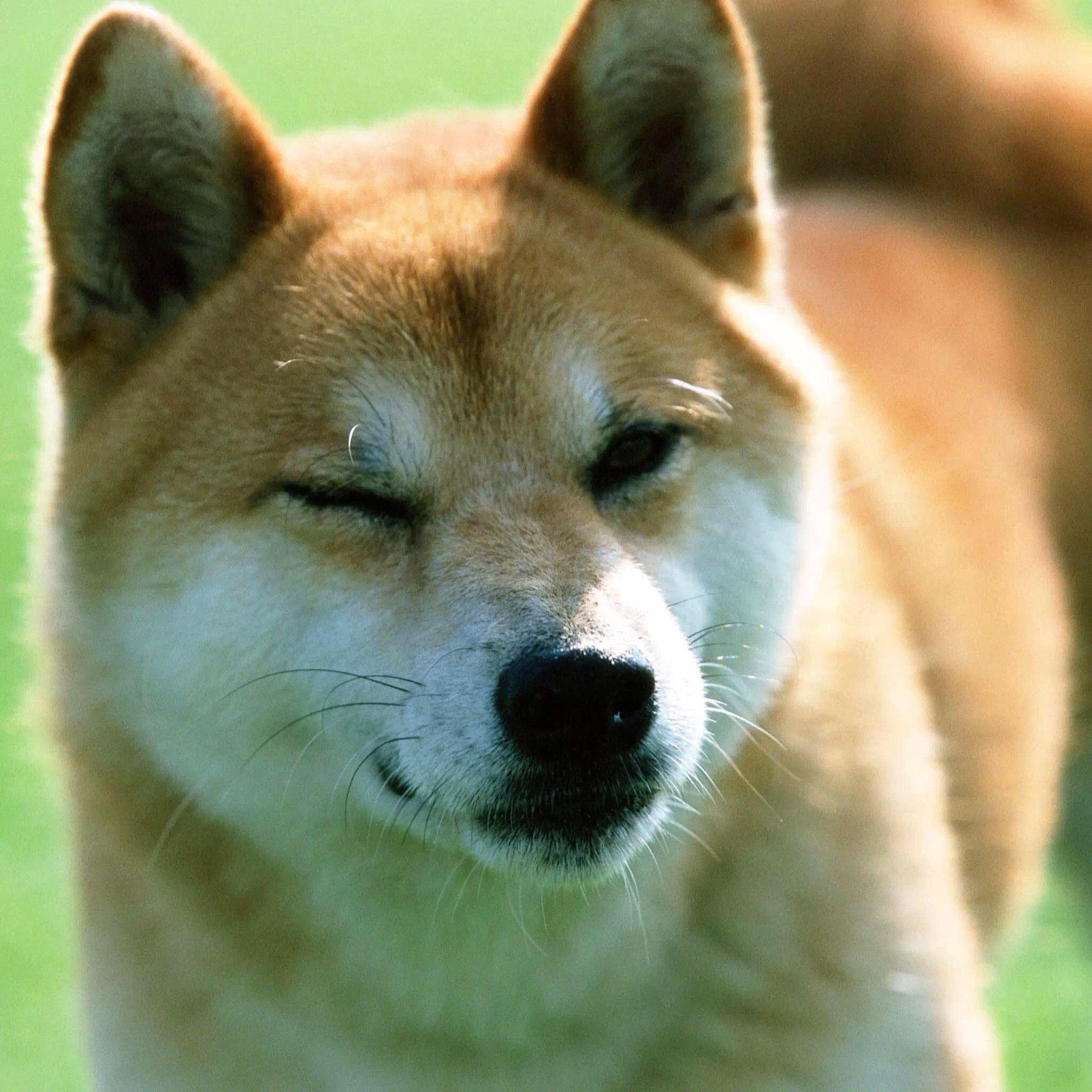 Shiba inu wallpapers HD  Download Free backgrounds