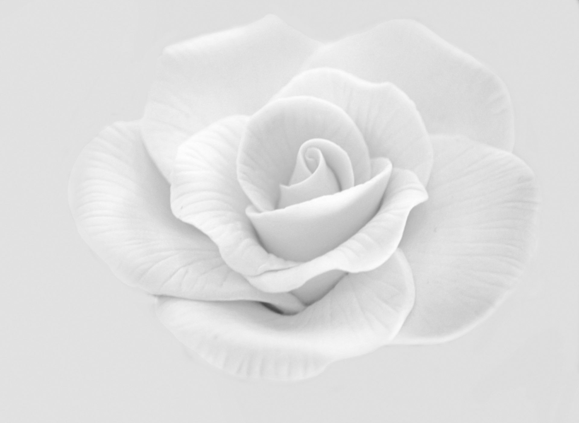 1920x1403 White Objects | White Rose Free Stock Photo HD - Public Domain Pictures