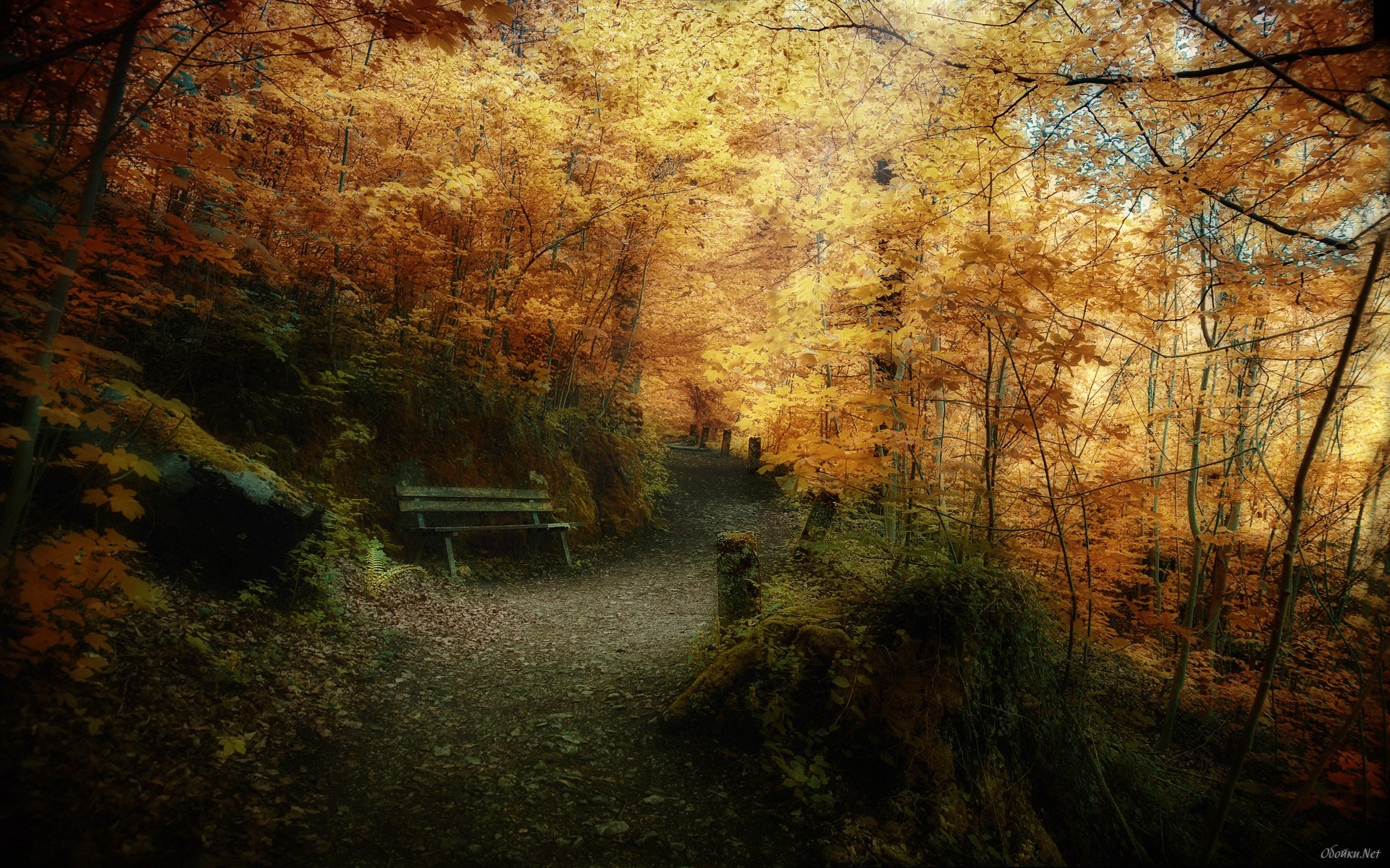 1920x1200 Forest in late autumn HD Desktop Wallpaper | HD Desktop Wallpaper