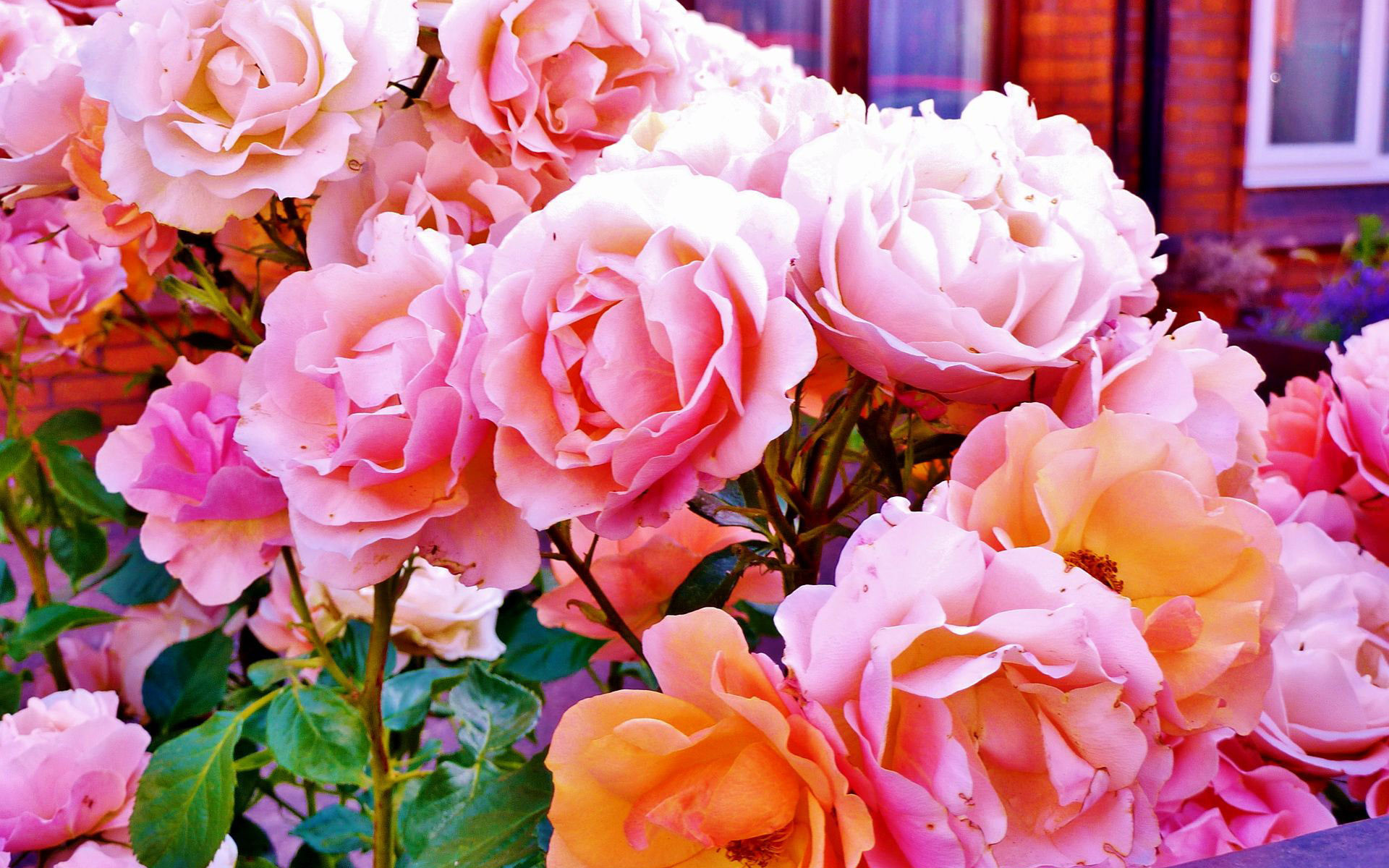 1920x1200 Beautiful roses HD Wallpaper 1920x1080 Beautiful roses HD Wallpaper  