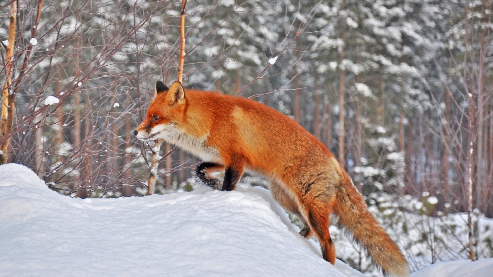 1920x1080 Fox In Snow