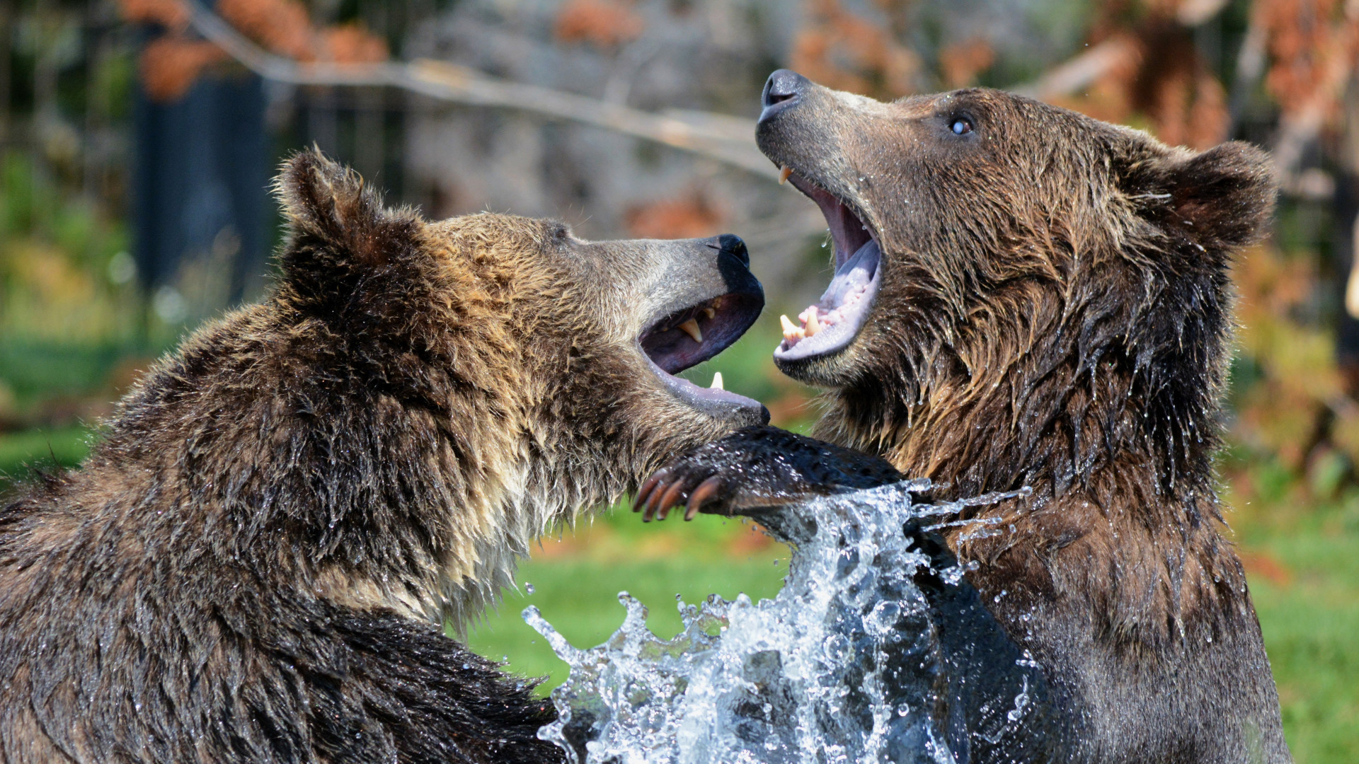 1920x1080   Wallpaper bears, grizzly bear, sparring, spray