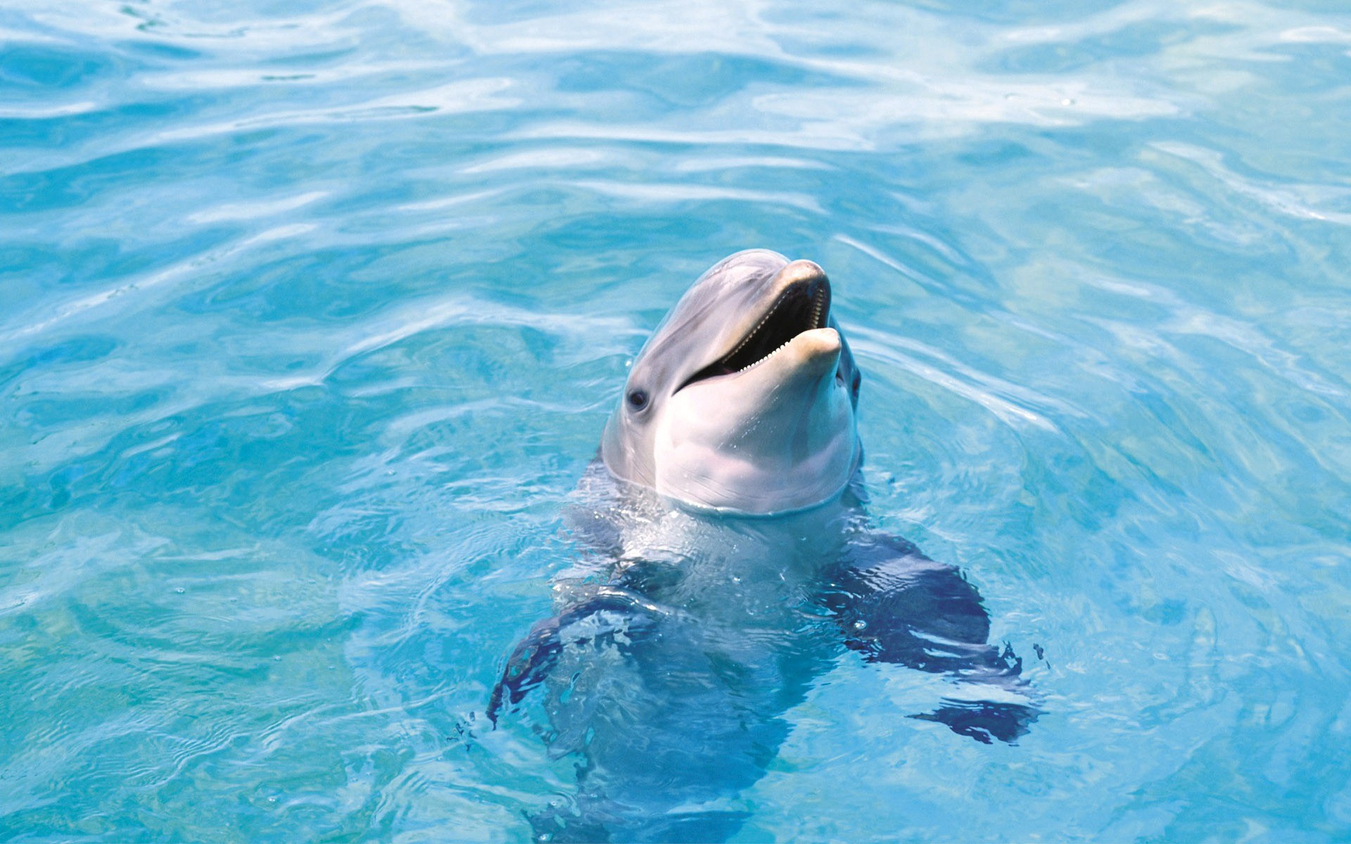 1920x1200 Dolphin Wallpaper Dolphins Animals Wallpapers