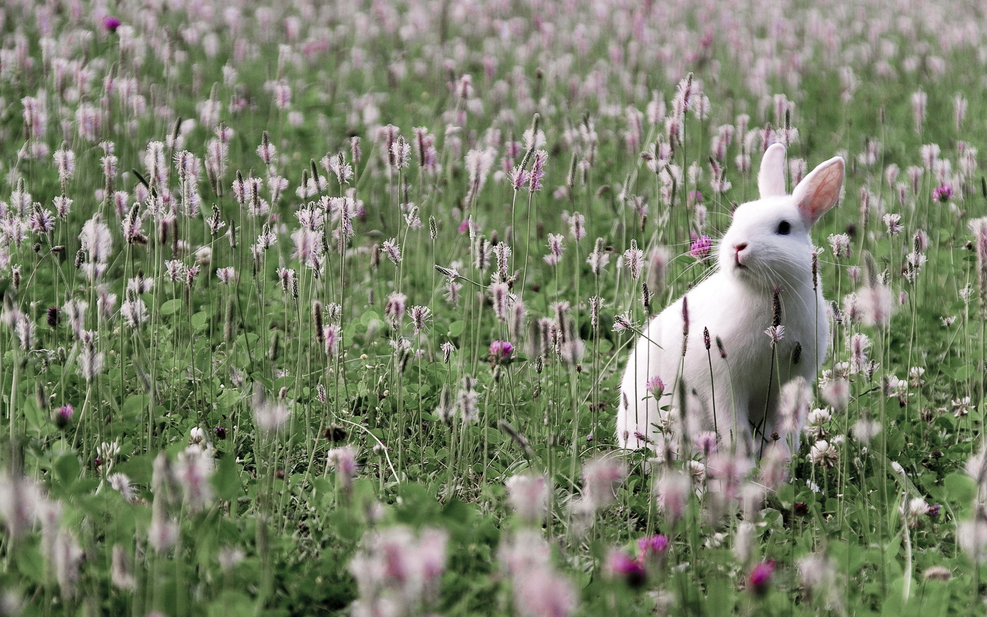 1920x1200 field, grass, flower, rabbit, hare