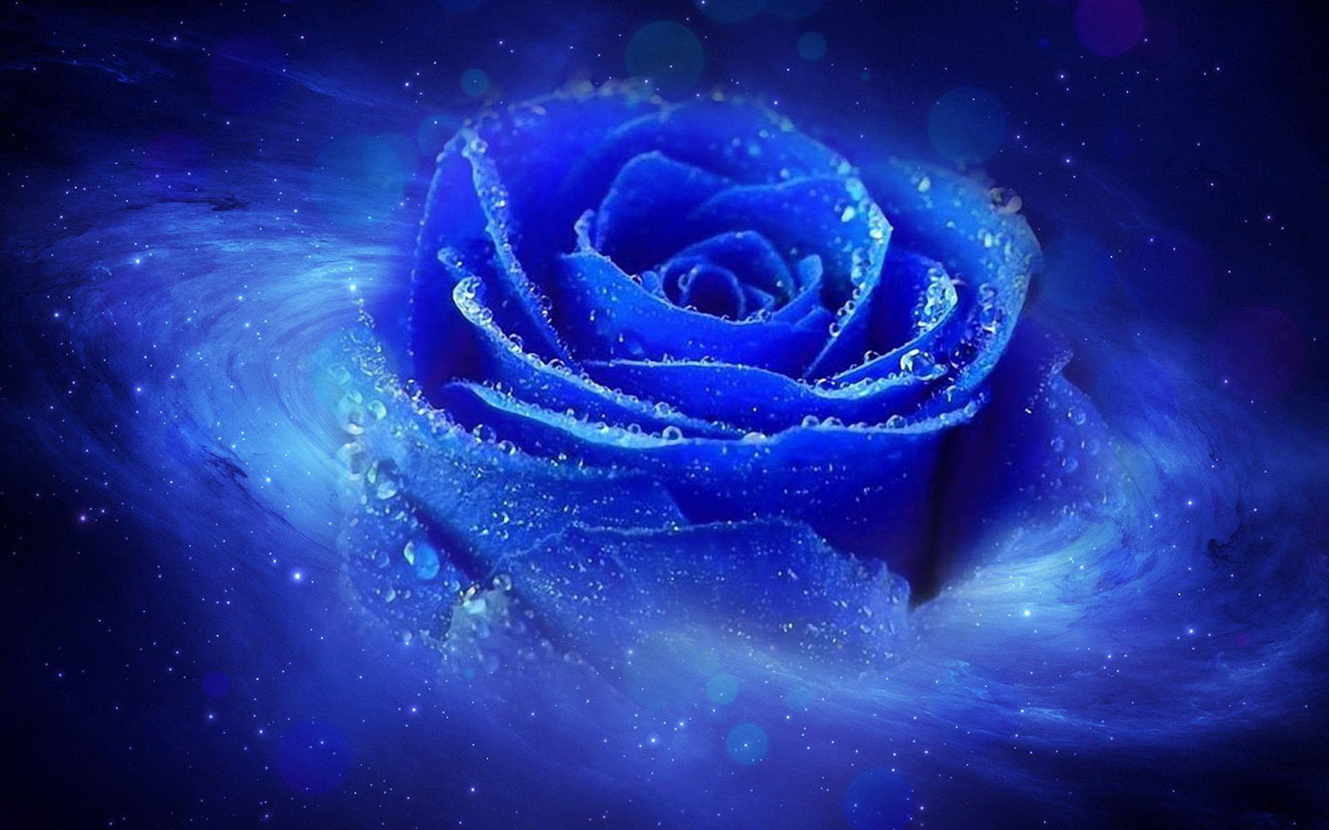 1920x1200 Blue Roses HD Wallpapers Free Download