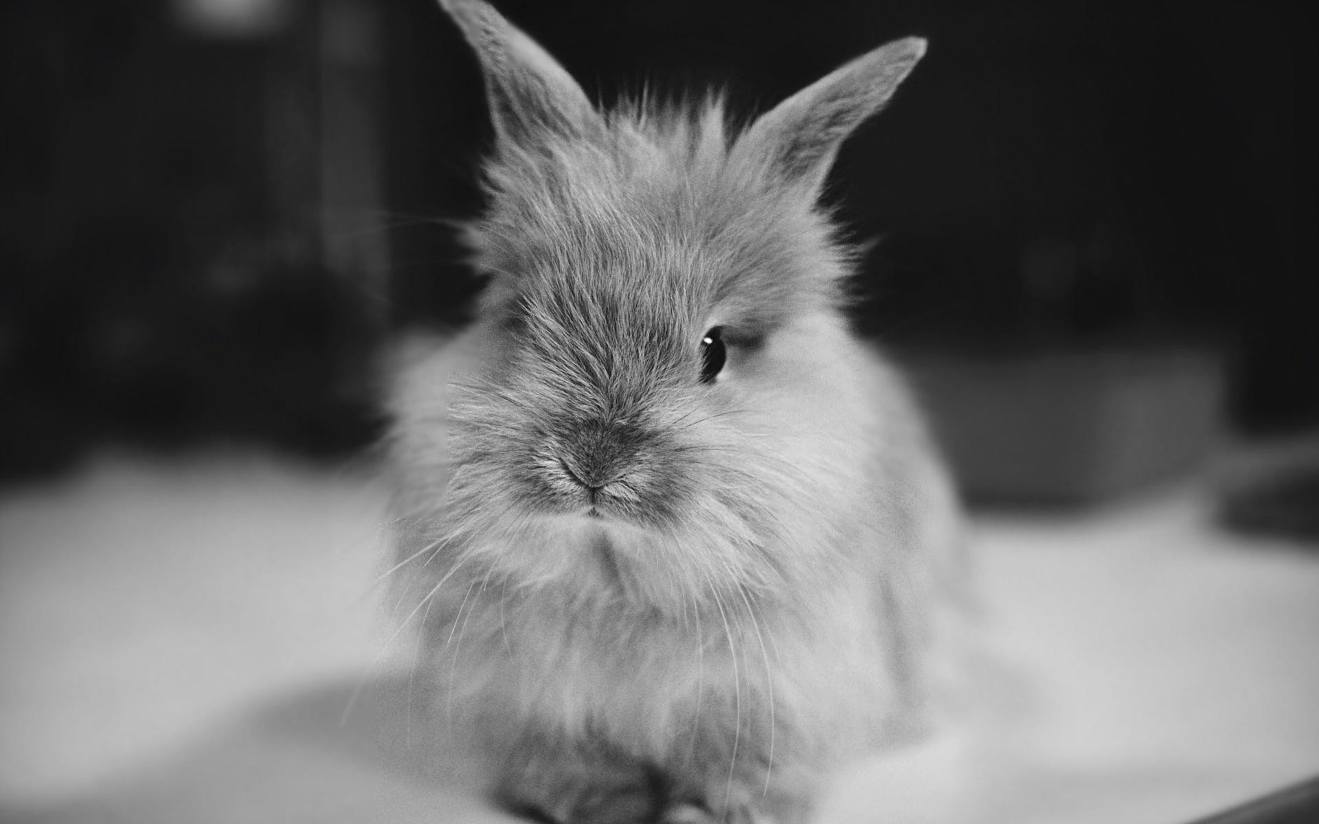 1920x1200 Cute Bunny
