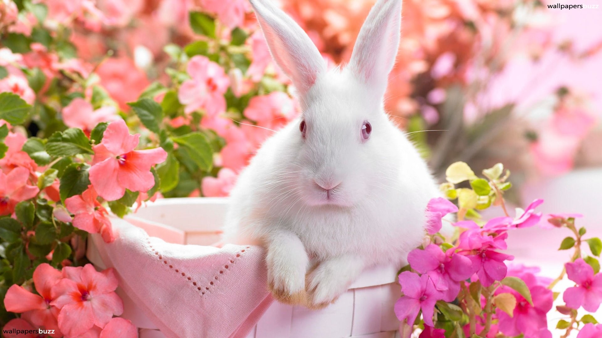 1920x1080 White bunny in pink flowers