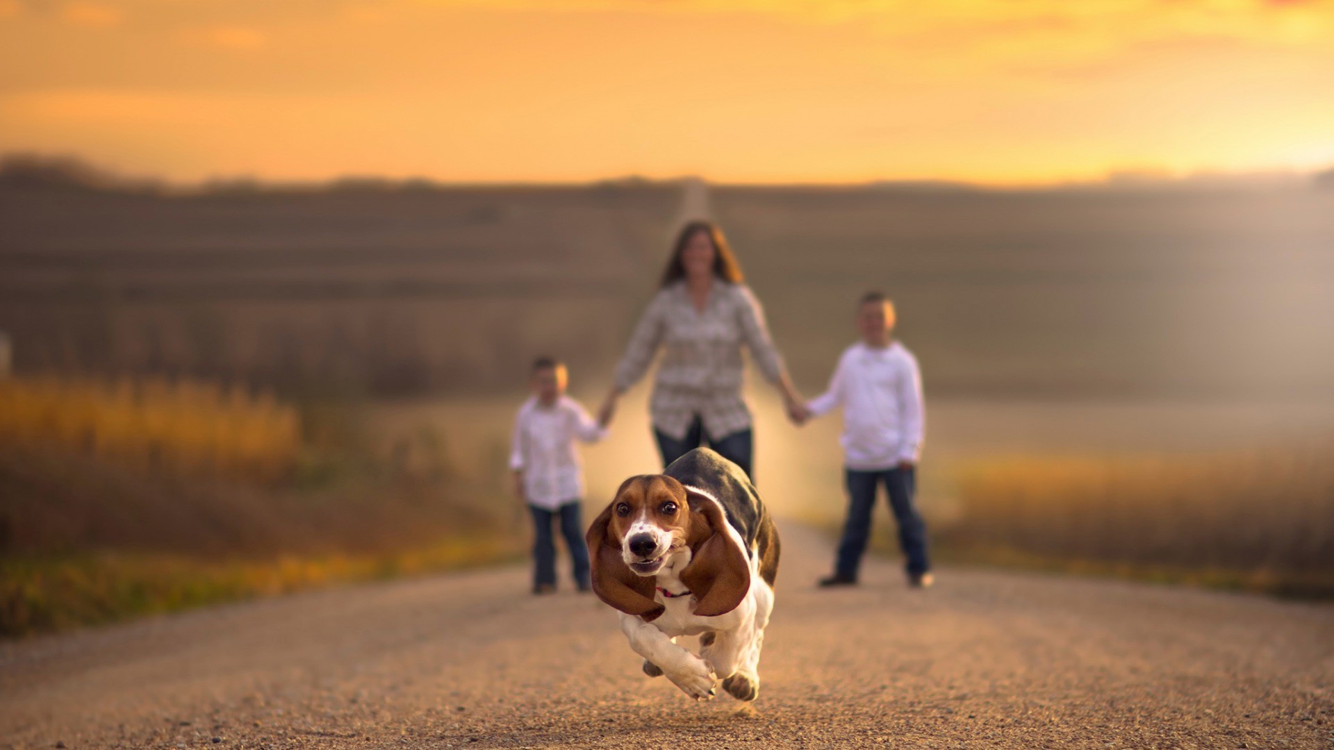 1920x1080 families, Road, Holding Hands, Depth Of Field, Dog, Animals, Running,  Beagles, Jake Olson, Nebraska Wallpapers HD / Desktop and Mobile Backgrounds