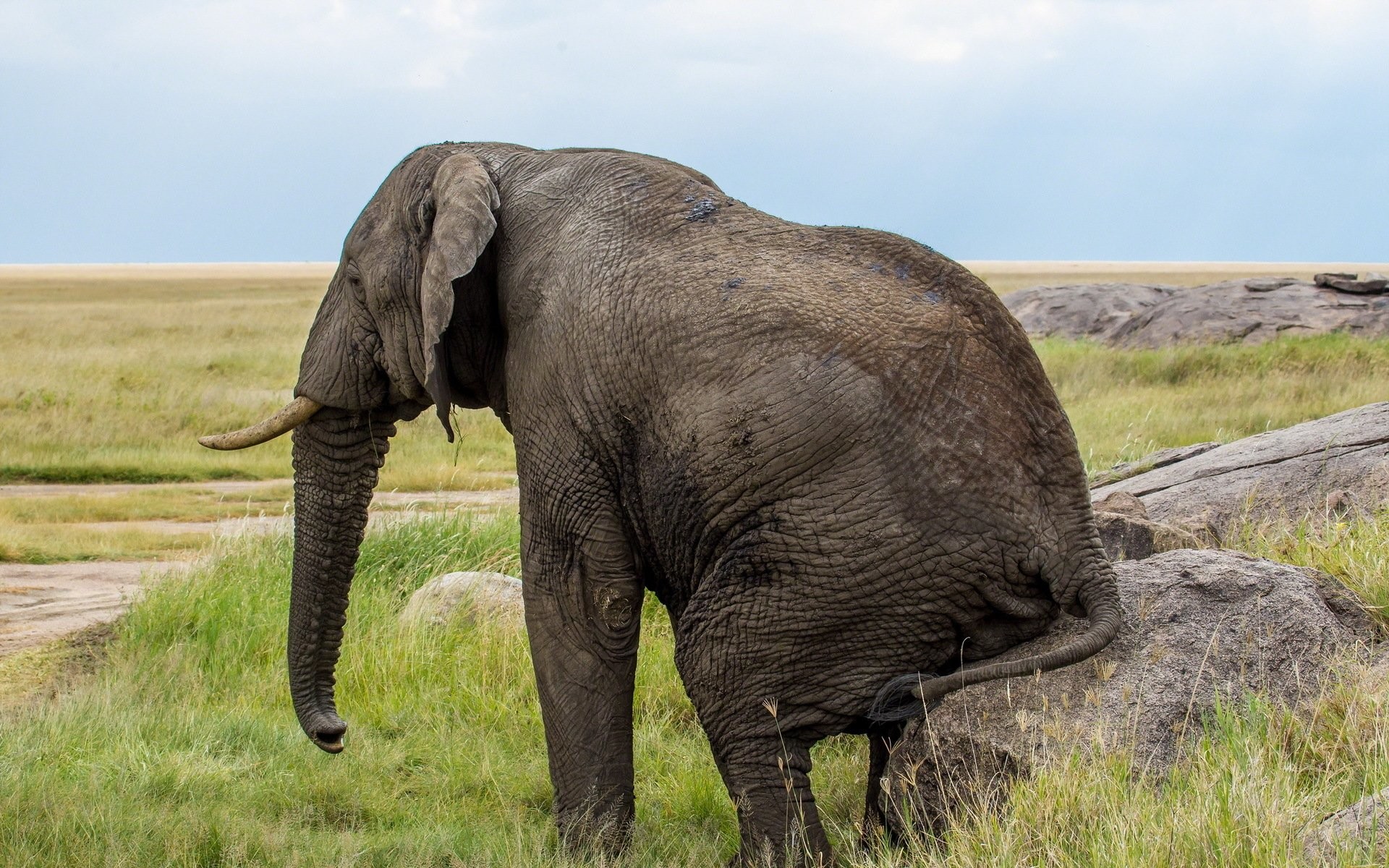 1920x1200 HD Wallpaper | Background Image ID:412160.  Animal Elephant