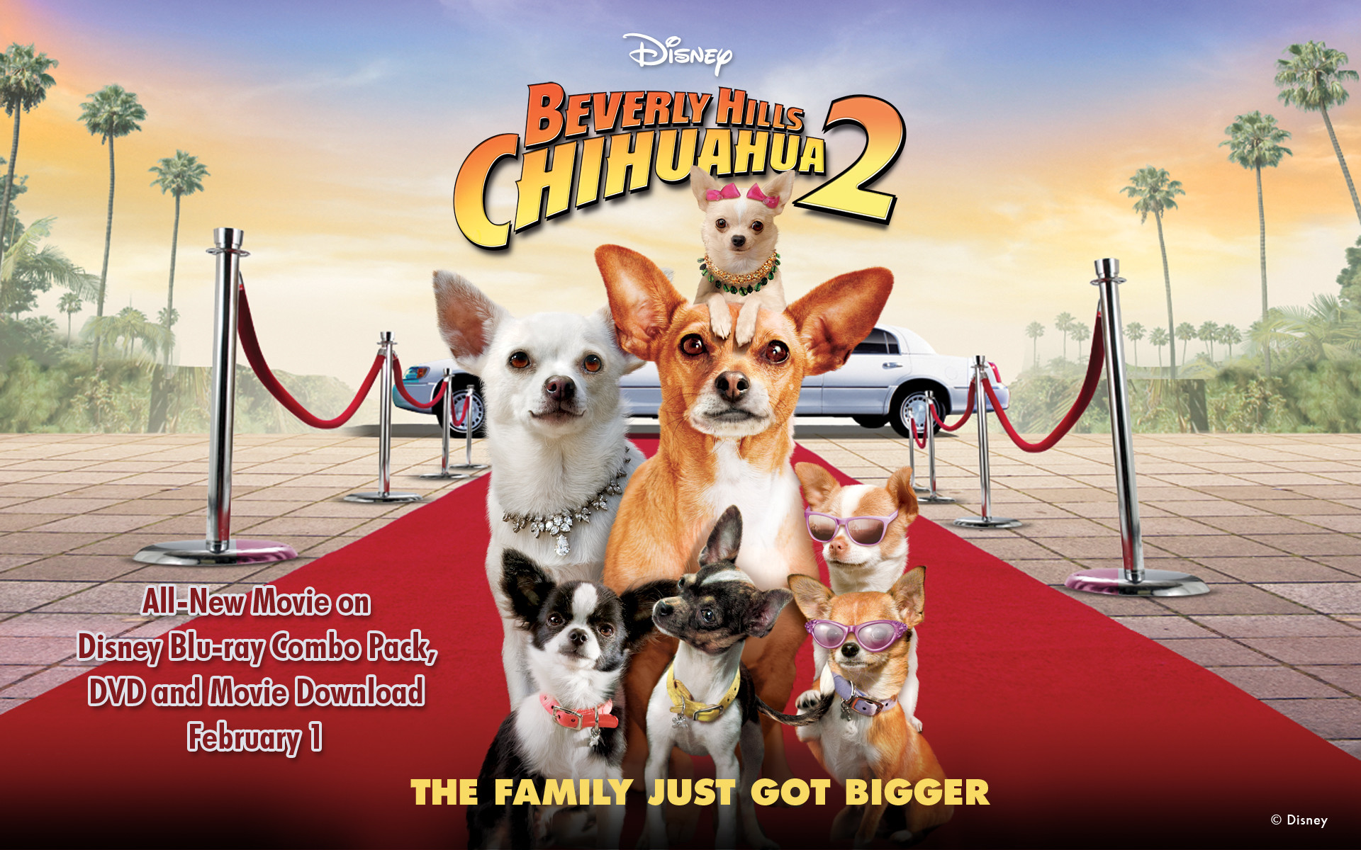 1920x1200 Beverly Hills Chihuahua 2 Wallpapers Disney 4