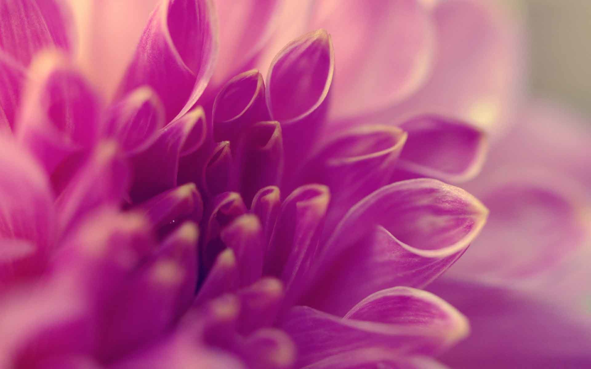 1920x1200 Flowers Macro Tubes Petals Lilac Flower Nature Nice Wallpapers