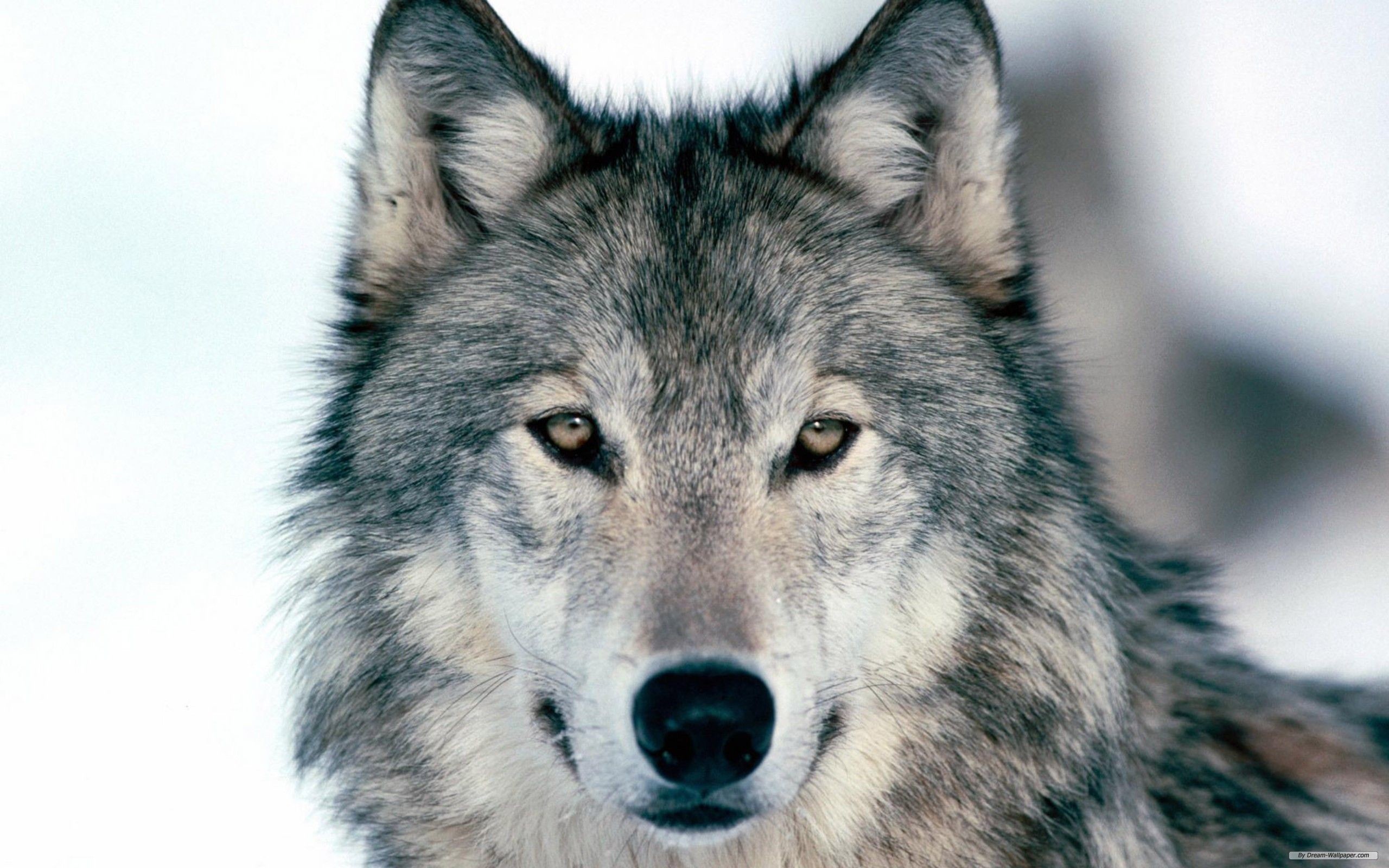 2560x1600 free-wolf-wallpapers-5