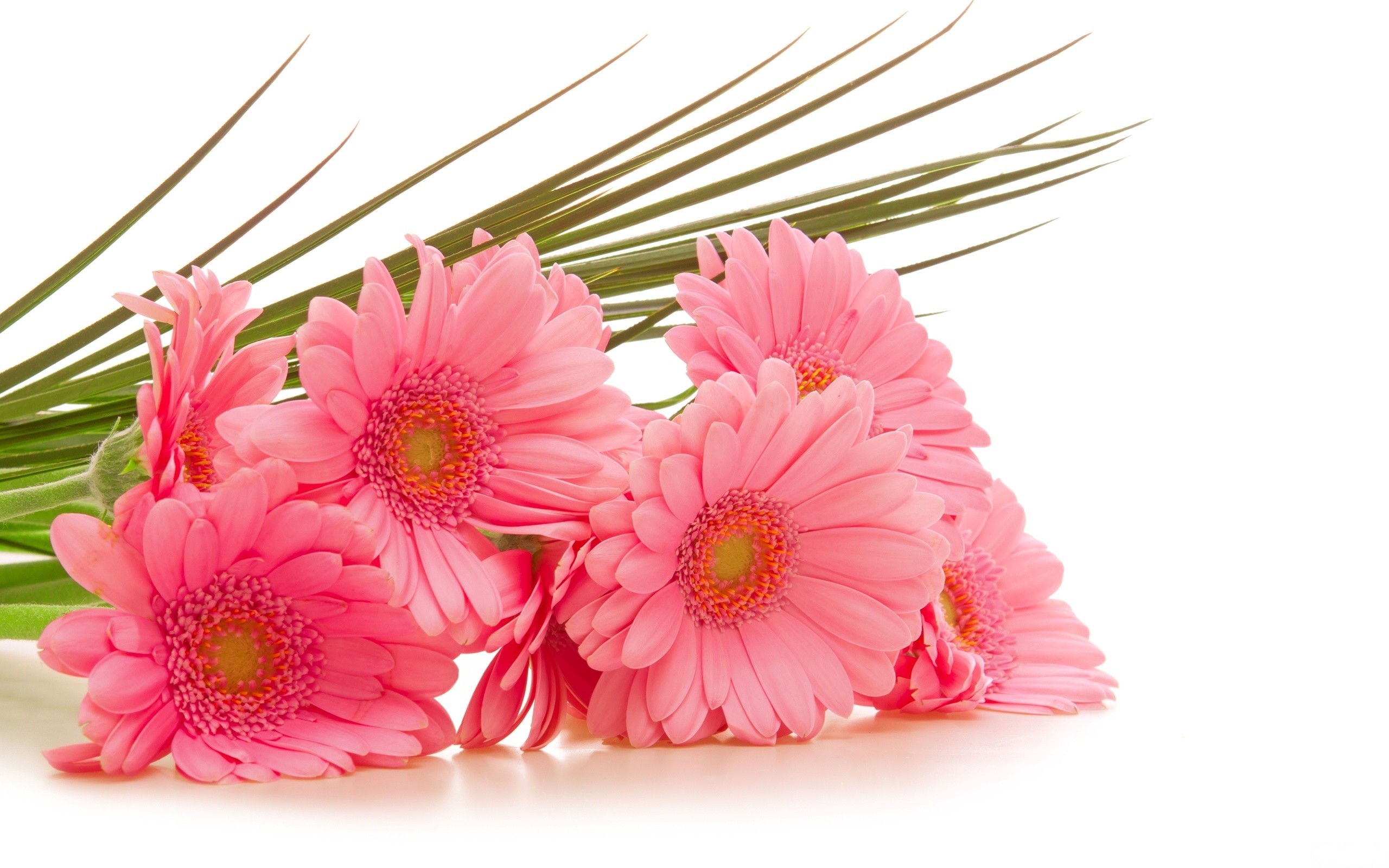2560x1600 wallpaper.wiki-Pink-Flowers-Image--1-PIC-