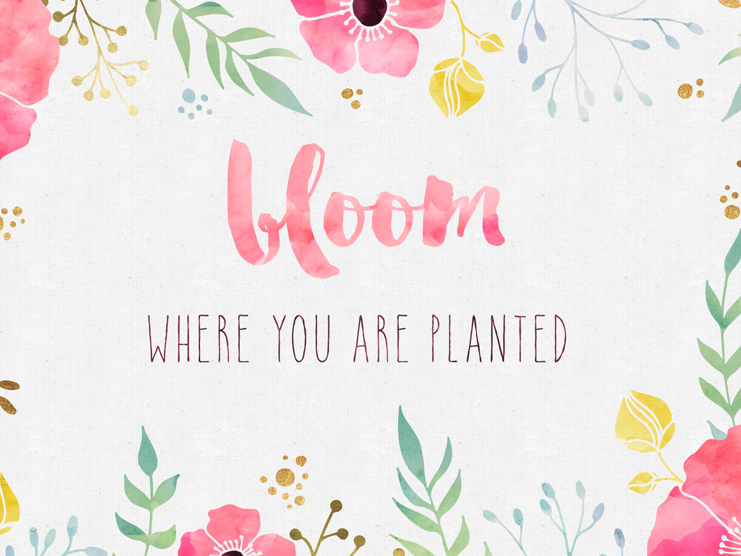 2560x1920 Free Desktop Wallpaper - Bloom Where you are Planted