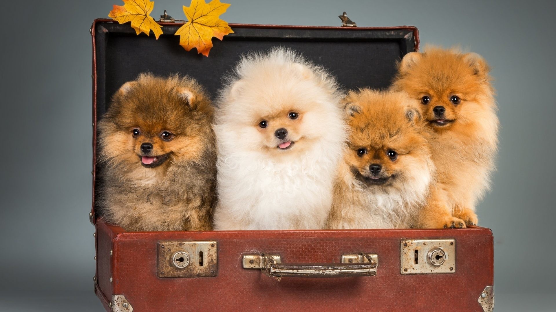 1920x1080 Pomeranian Tag - Puppy Autumn Cute Look Pomeranian Fur Dog Image Hd for HD  16: