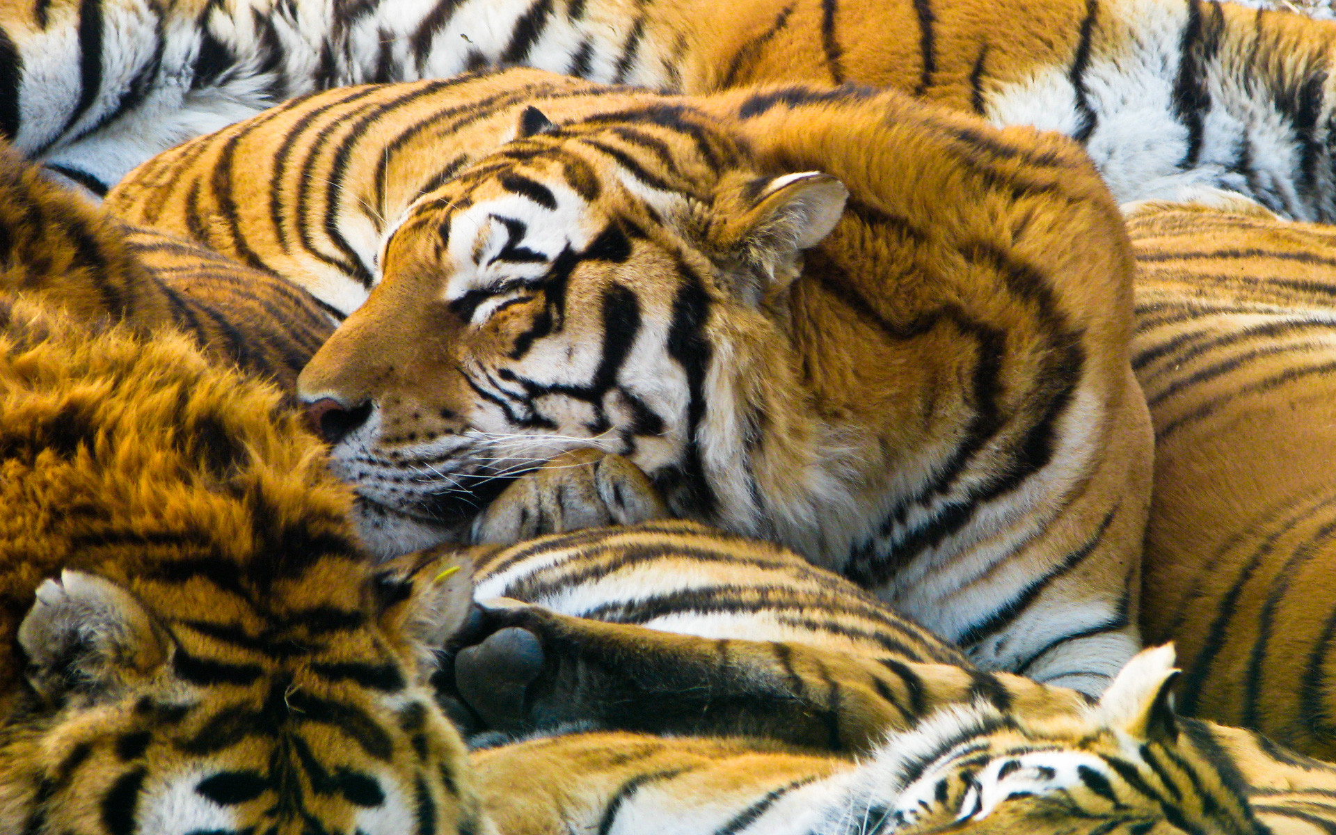 1920x1200 Sleeping Tigers