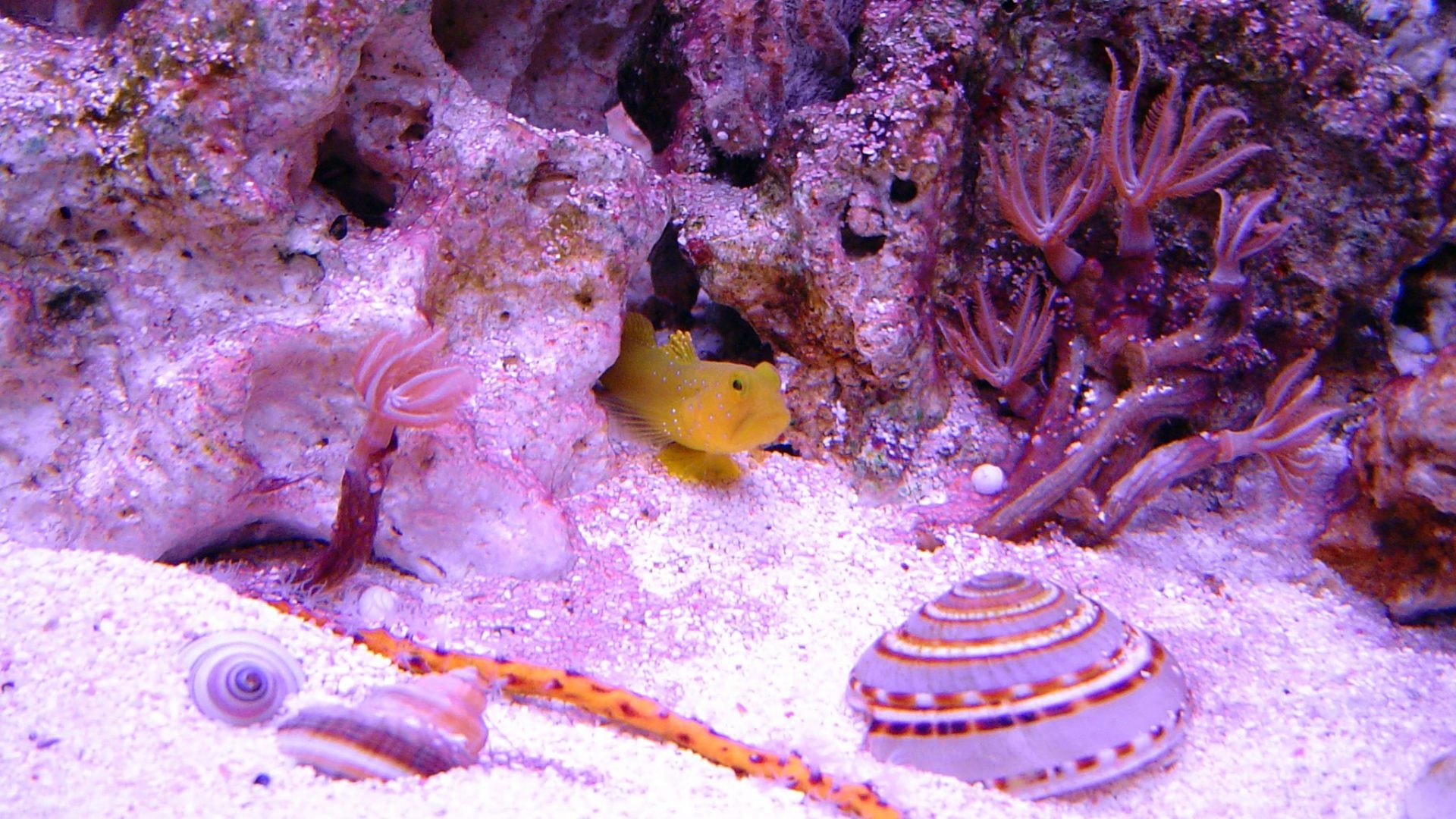 1920x1080 Oceans - Sand Shells Rock Yellow Underwater Purple Fish Sea Scene Ocean  Reefs Wallpaper In Hd