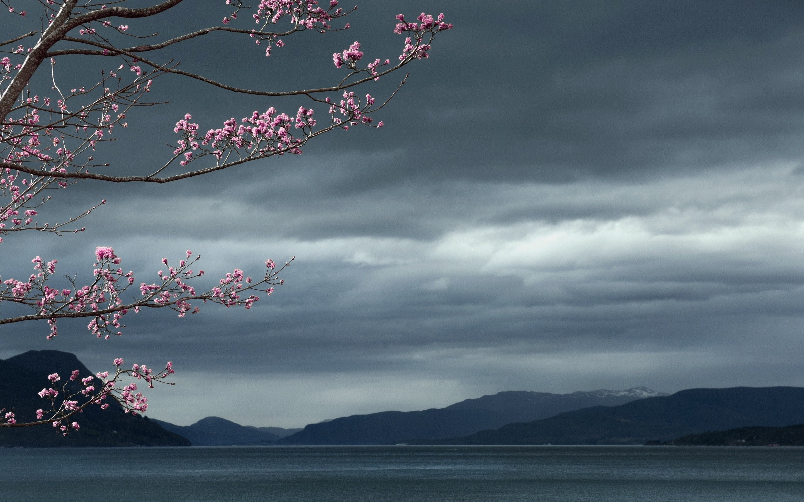 2560x1600 Lake Twitter Tree Flowerss Cherry Blossom
