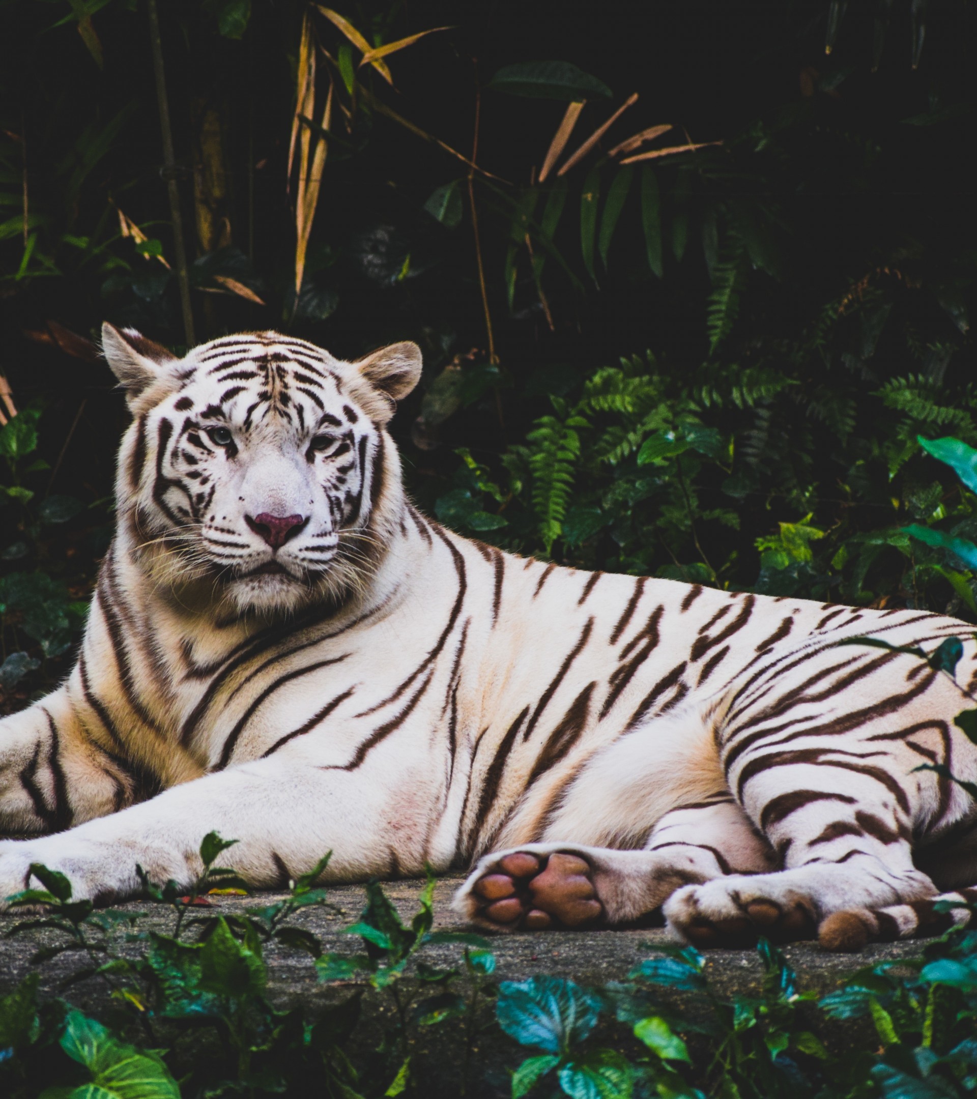 1920x2160 White Tiger, Predator, Big Cats, Lying Down, Foliage