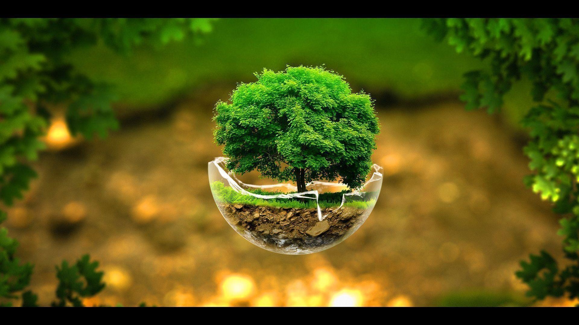 1920x1080 Awesome Little Tree Background Wallpaper Pc #14816 Wallpaper .