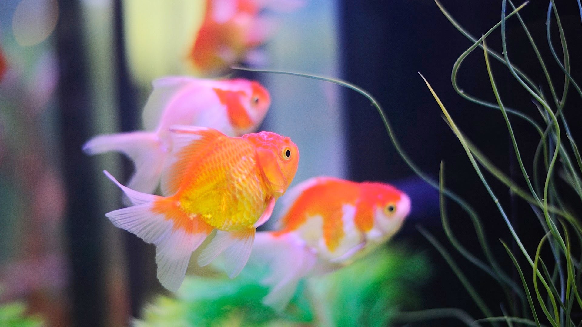 live fish tank hd screensavers