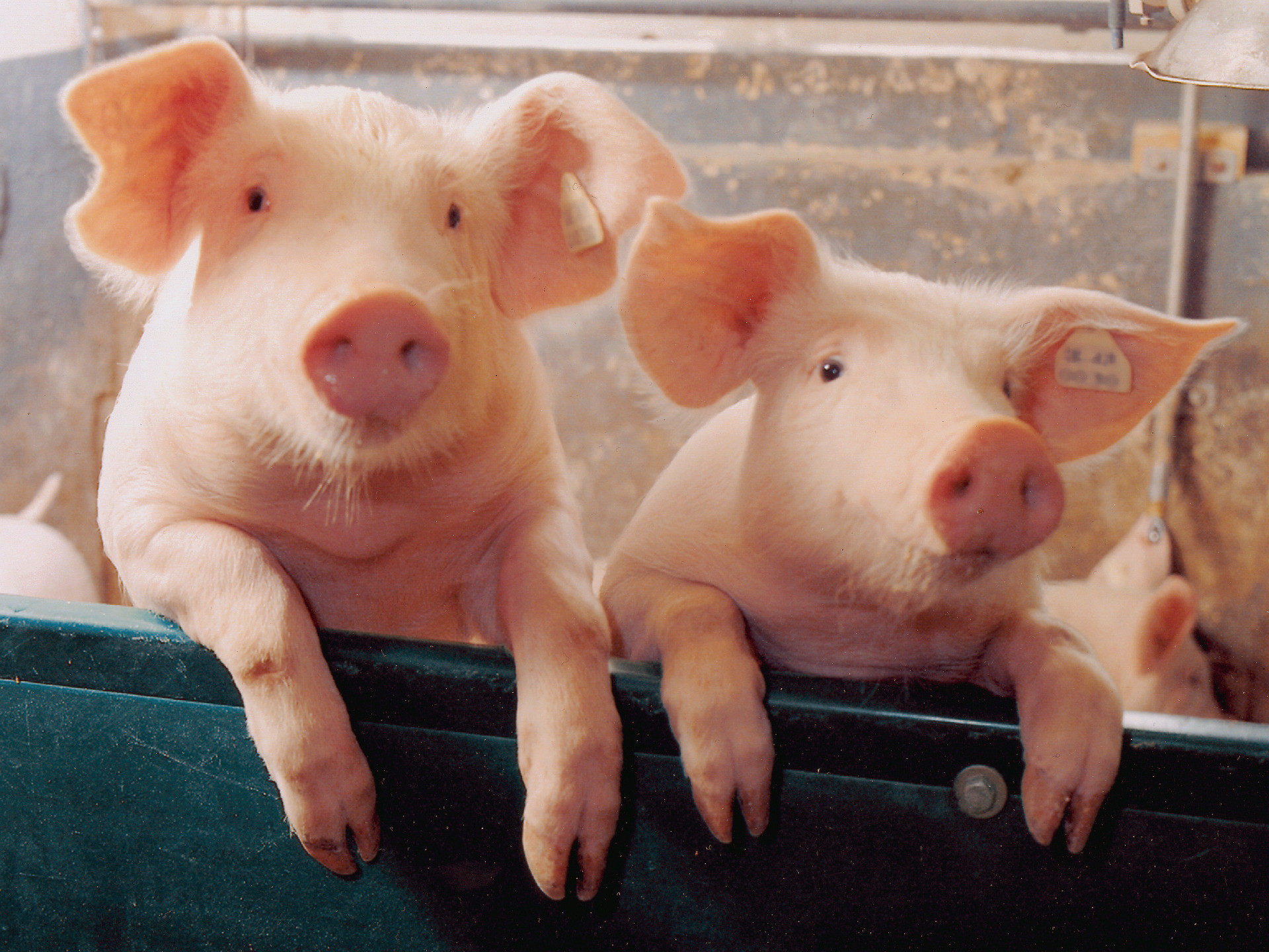 1920x1440 Pigs images Two little Piggies HD wallpaper and background photos