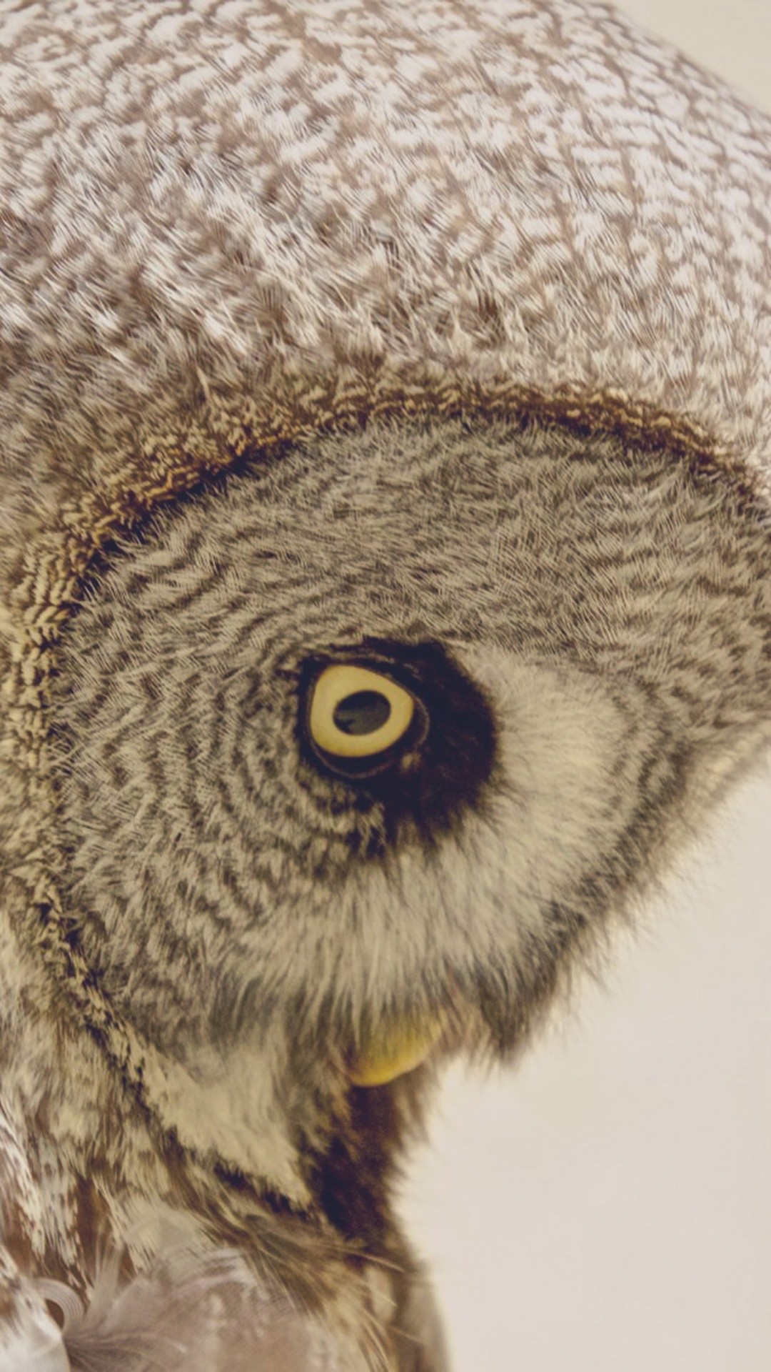 1080x1920 Owl Head Yellow Eye Profile iPhone 6+ HD Wallpaper