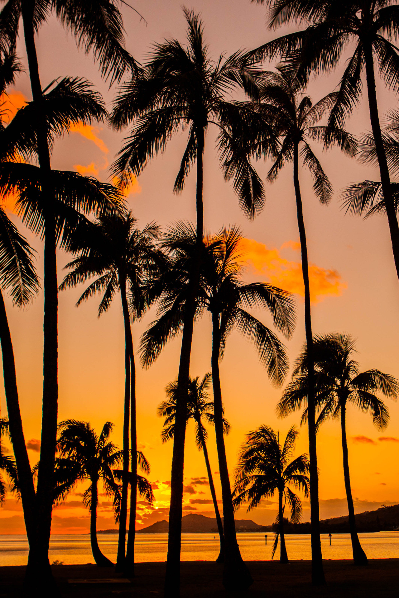 1280x1920 Palm Tree Sunset Hawaii Kai