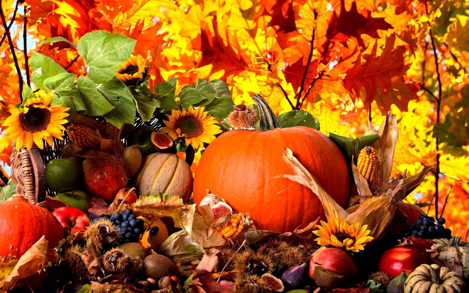 1920x1200 Download Fall Harvest Wallpaper High Quality for iphone, pc desktop,  android, or mac. iphone, nature, red.