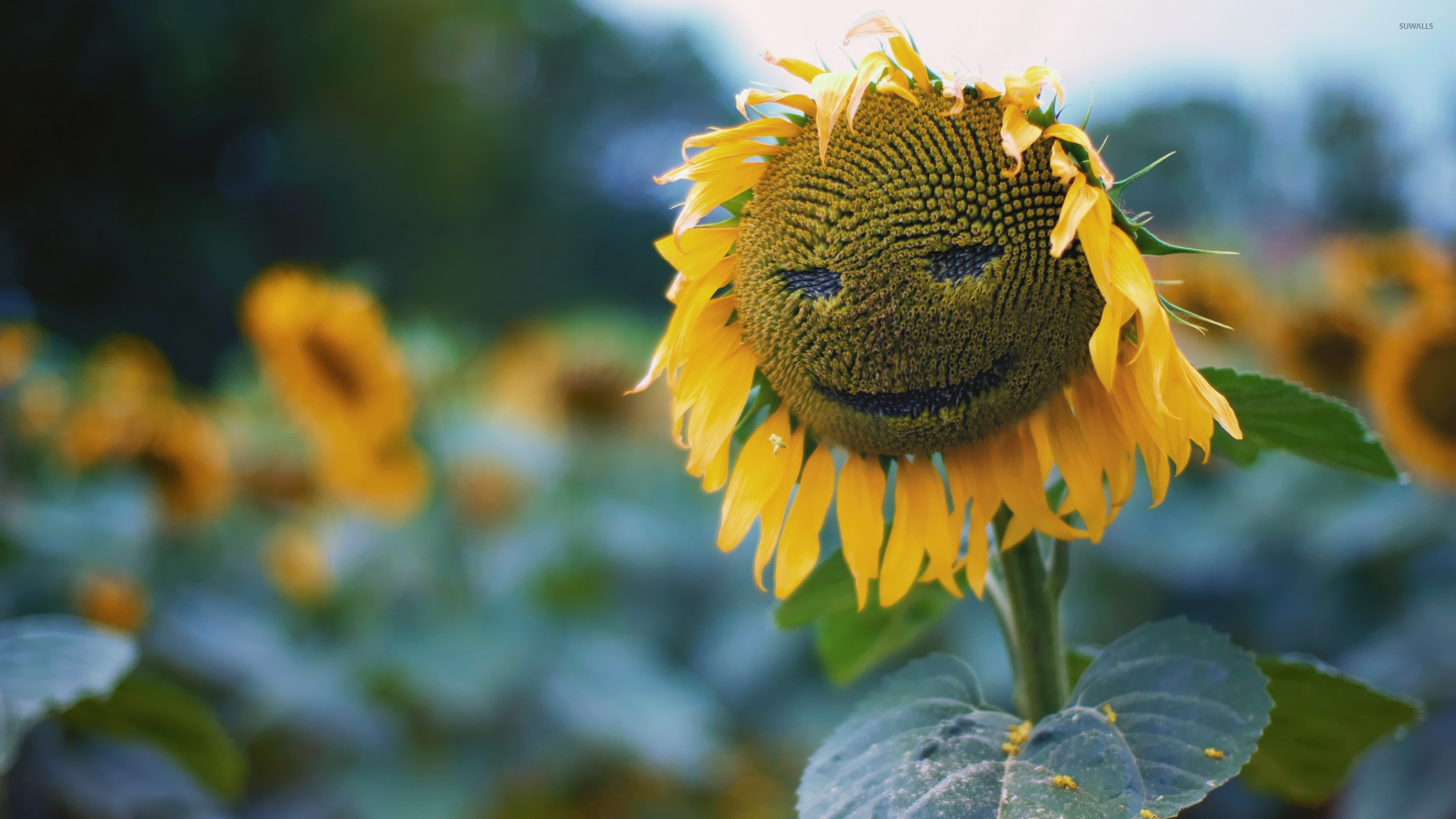 2560x1440 Smiling sunflower wallpaper