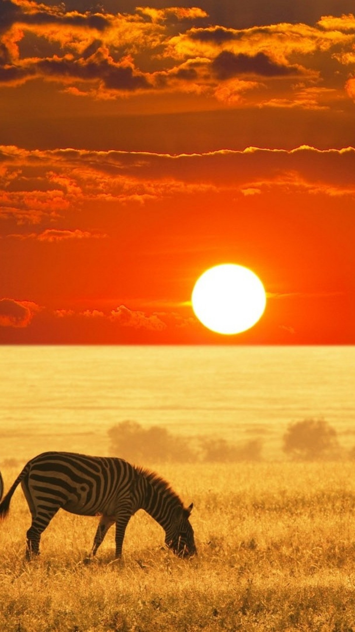1440x2560 african safari animals wallpaper hd hd wallpapers desktop images download  fre