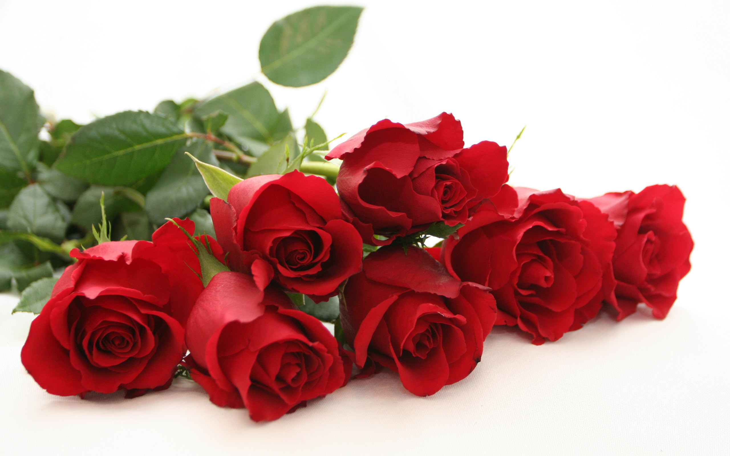 2560x1600 red roses Beautiful Rose Flower Wallpapers ...