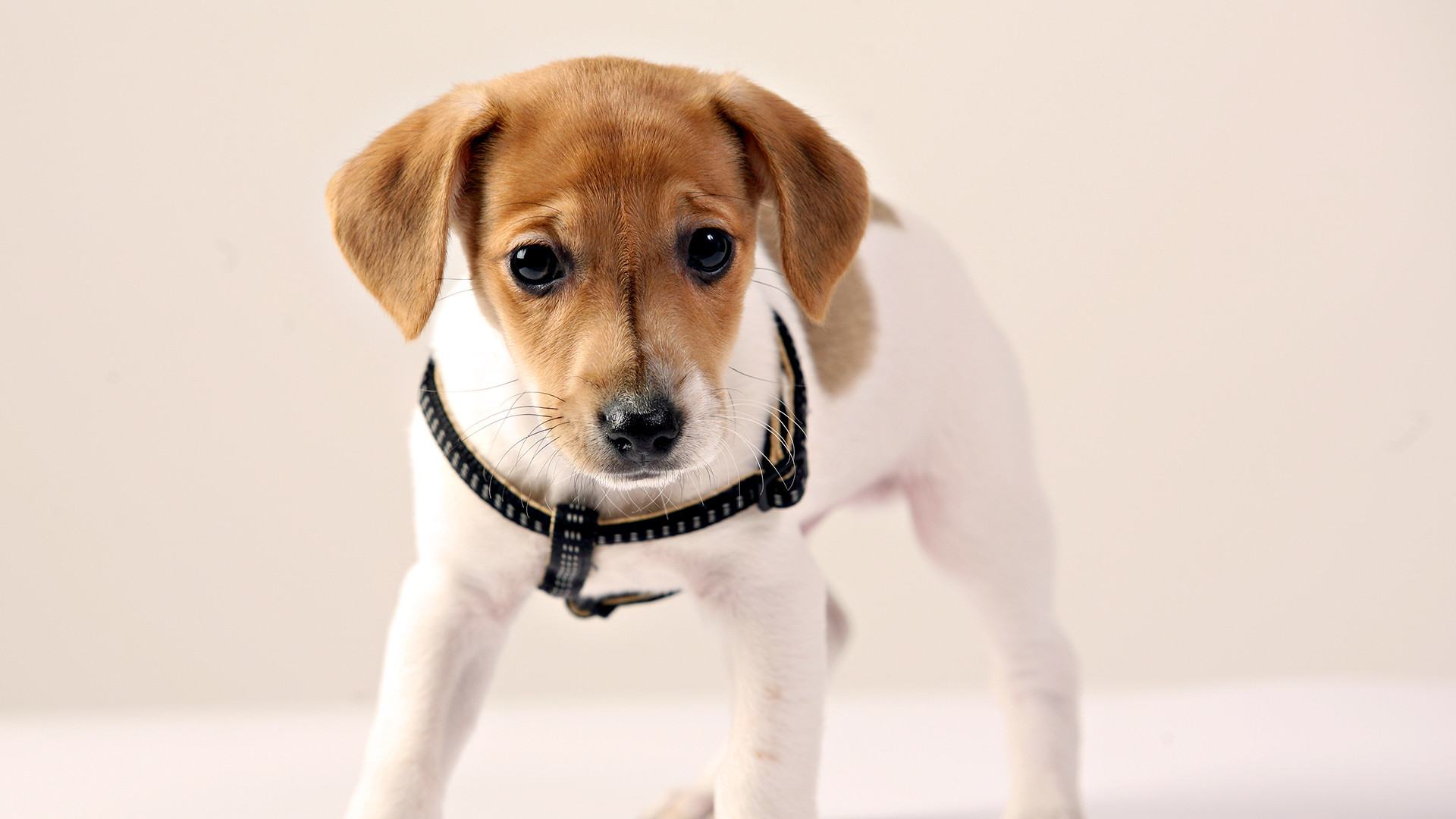 1920x1080 Wallpaper Puppy Jack Russell terrier Dogs Animals 