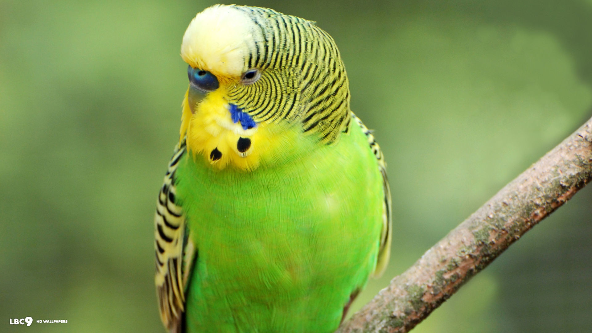 1920x1080 Budgies images Green Budgie HD wallpaper and background photos