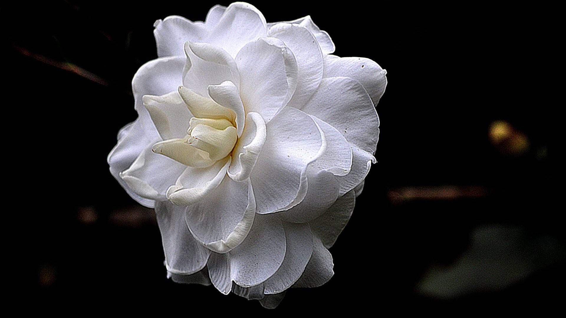 1920x1080 White Flower Black Background